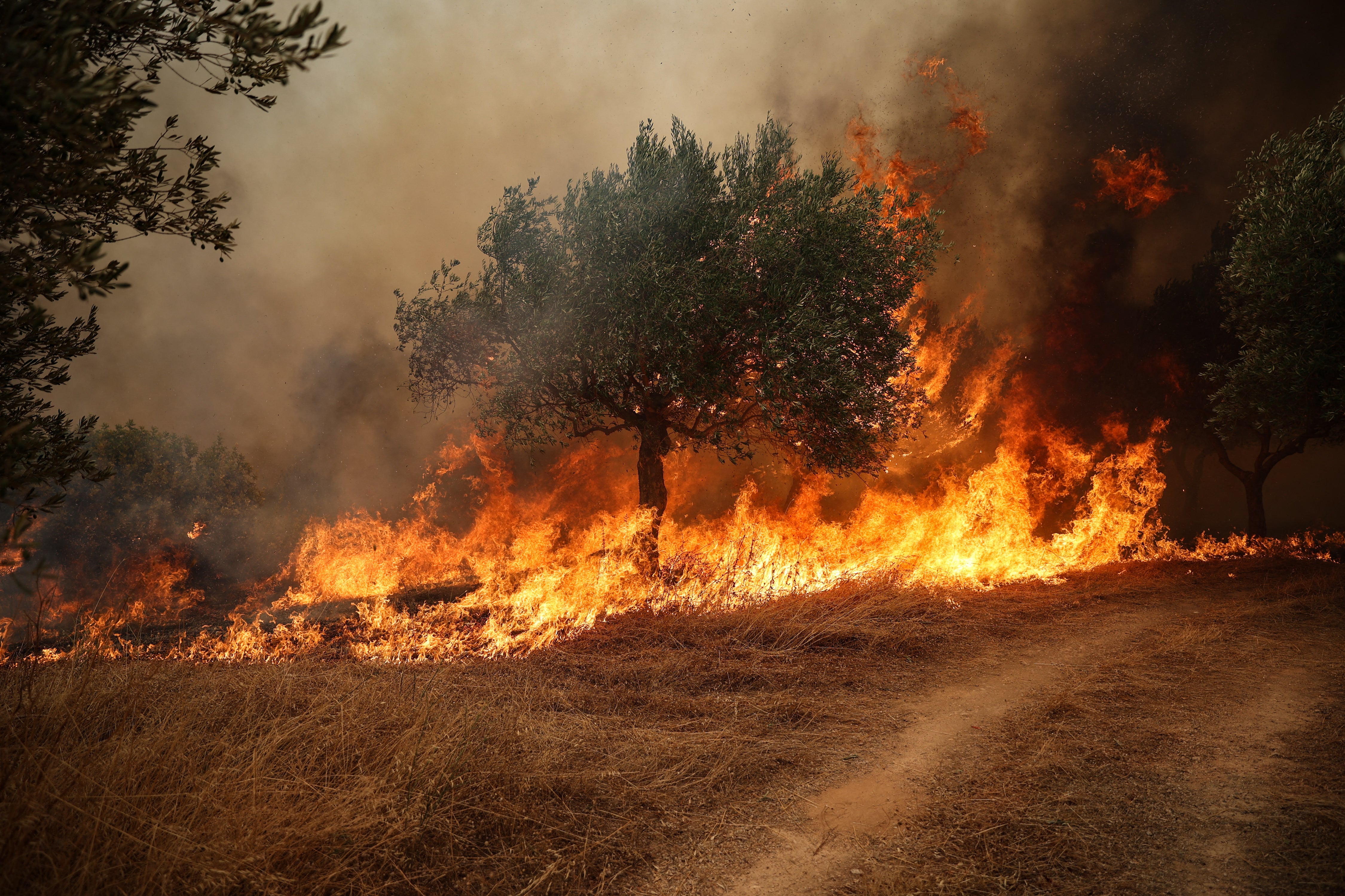This photo shows a wildfire burning trees in Viotia region, west of Athens (AFP/Getty)