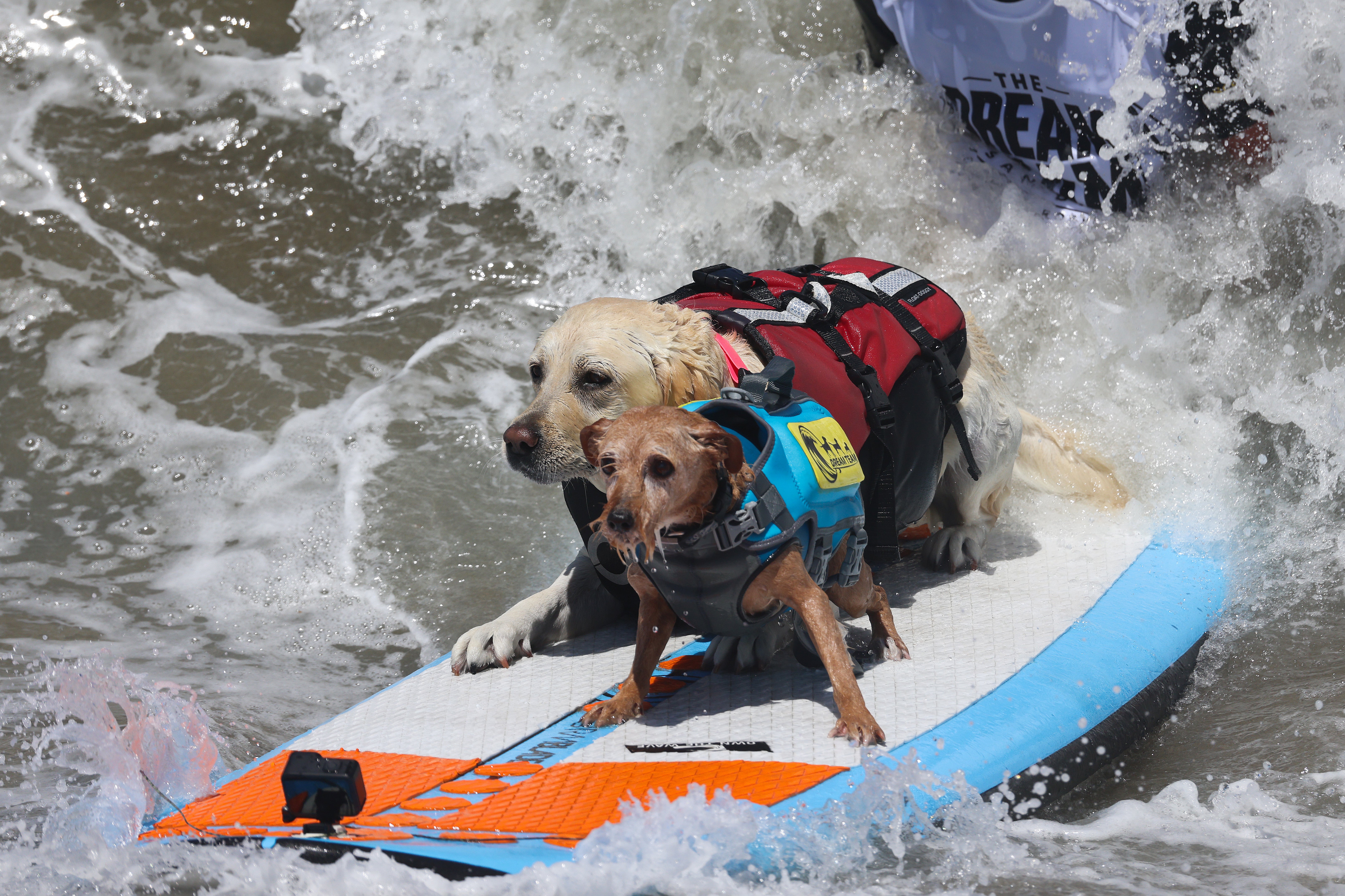 Surfing pups take a ride at the World Dog Surfing Championship in California