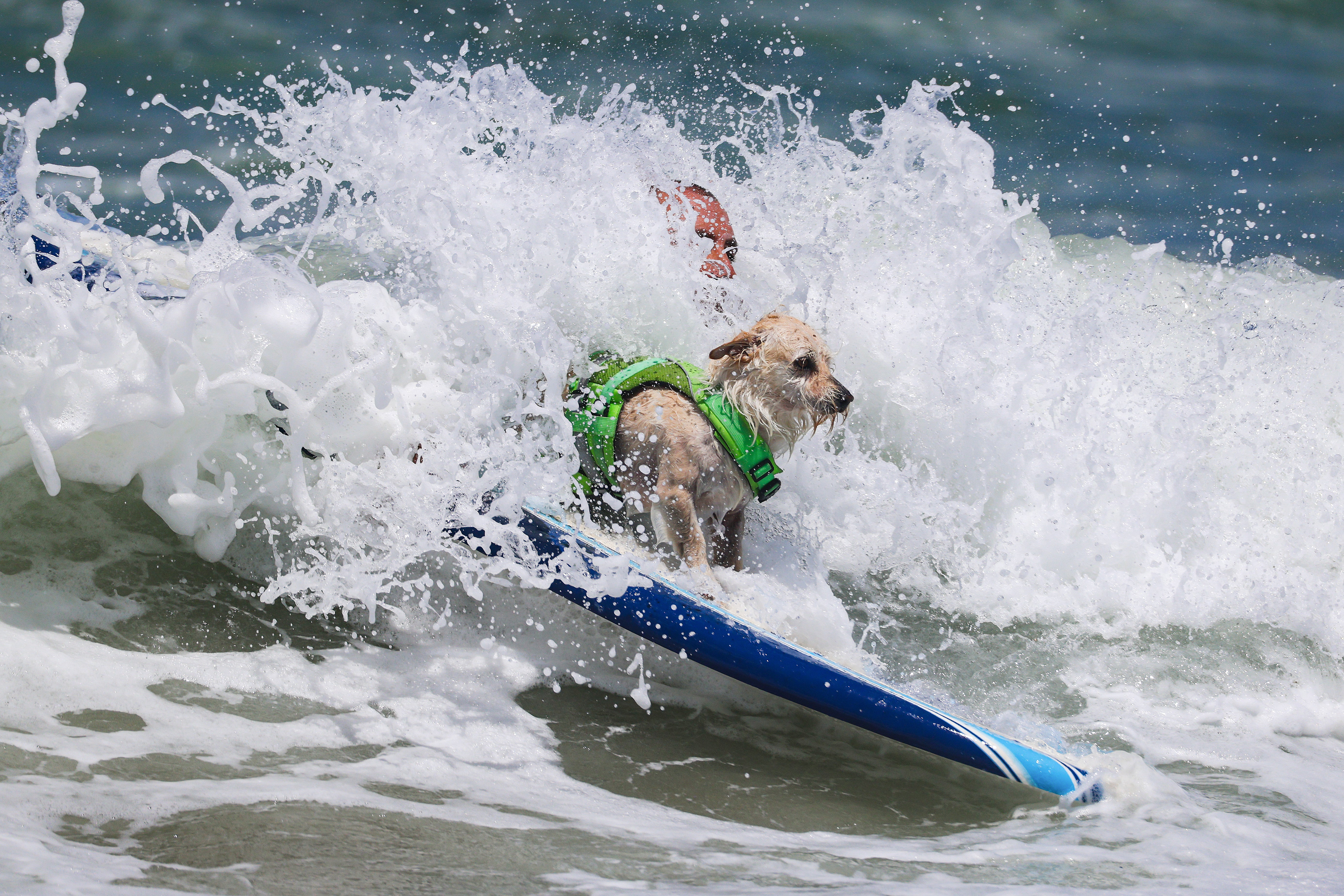 Its success has caused it to spawn several similar dog surfing events across the world