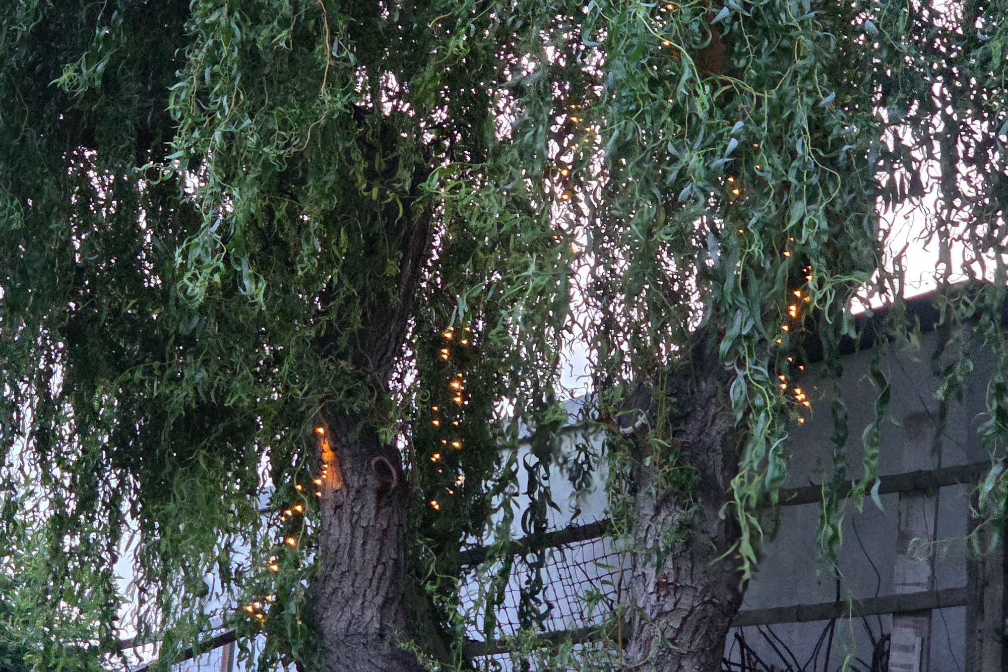 These gave a nice effect to my trees (Abha Shah/The Independent)