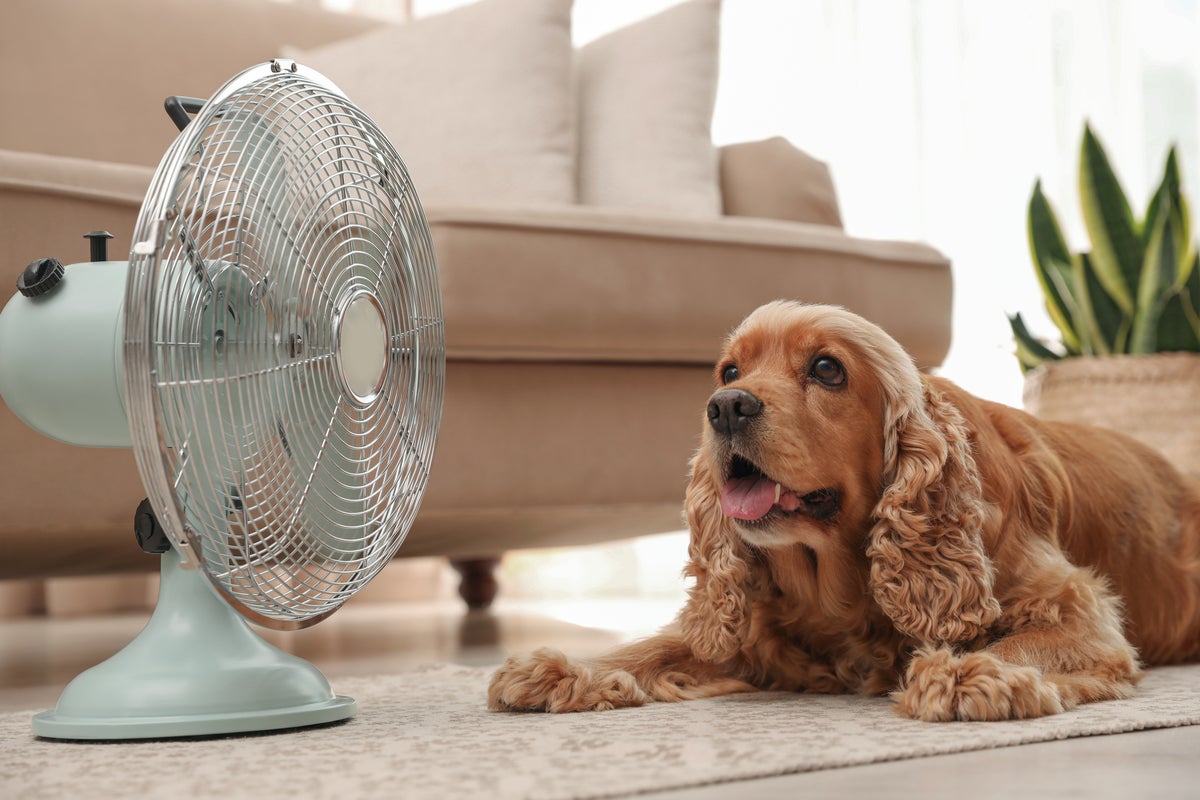 Five things every dog owner should do during a heatwave Five things every dog owner should do during a heatwave