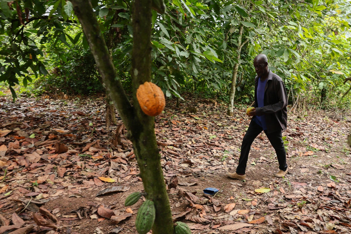 Ghana parliament backs tough cocoa farm protections, with up to 20 years in prison