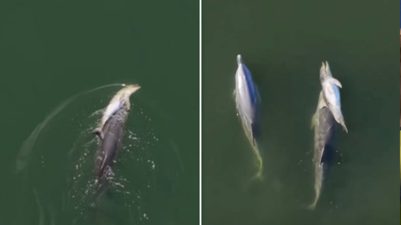 Grieving dolphin’s ‘mourning ritual’ captured on video after she lost another newborn