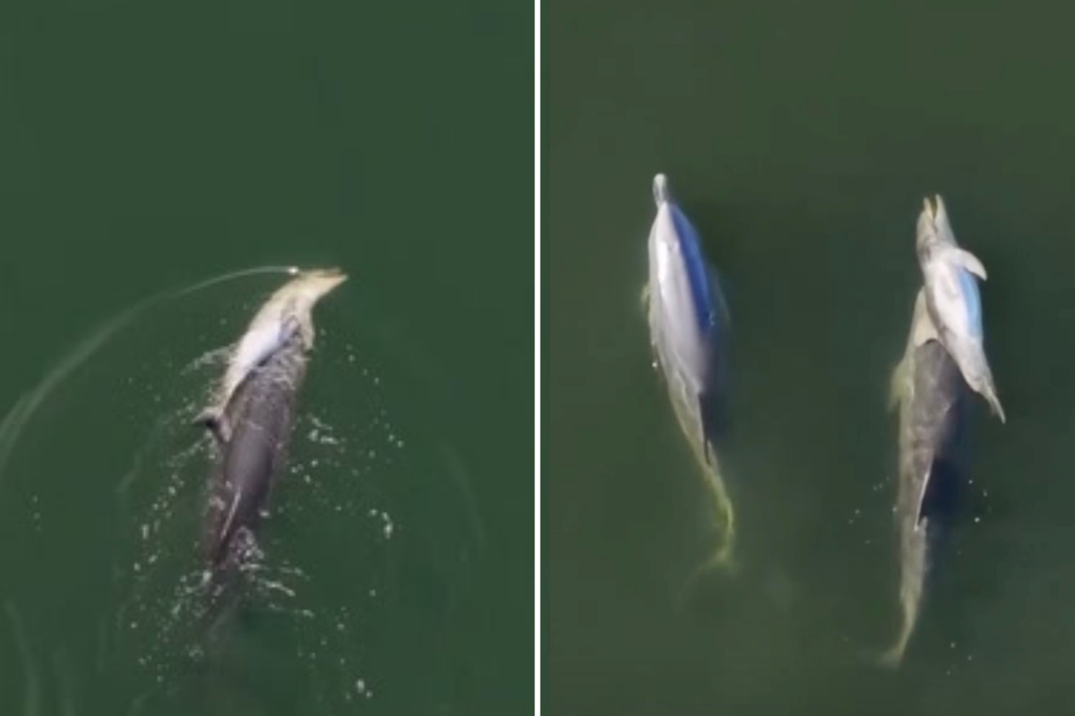 Grieving dolphin’s ‘mourning ritual’ captured on video after she lost another newborn