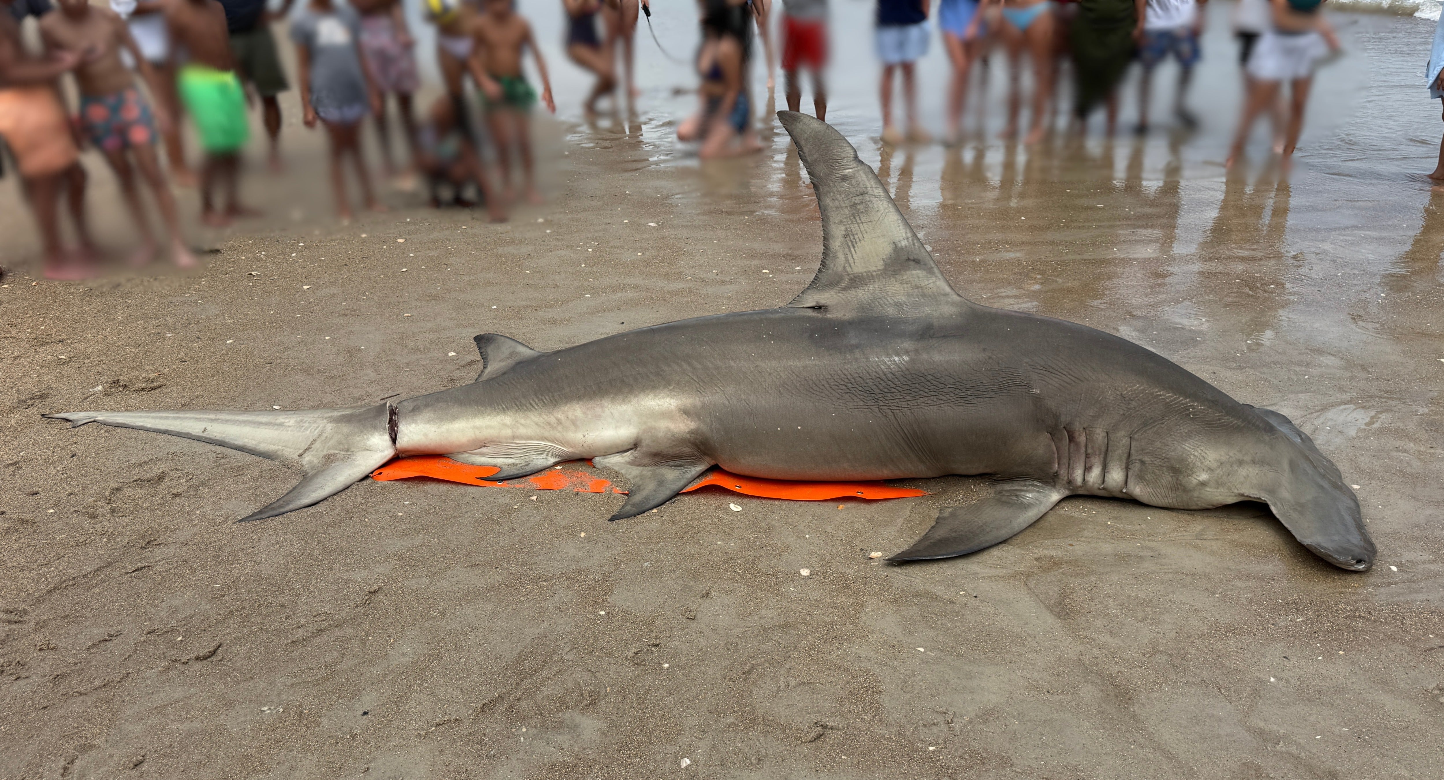 Mystery over death of great hammerhead shark washed ashore on North Carolina beach with ‘deep laceration’