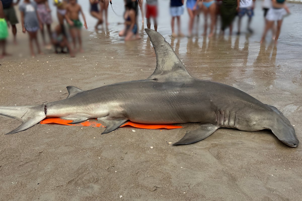 Mystery over death of great hammerhead shark washed ashore on North Carolina beach with ‘deep laceration’