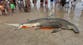 Mystery over death of great hammerhead shark washed ashore on North Carolina beach with ‘deep laceration’