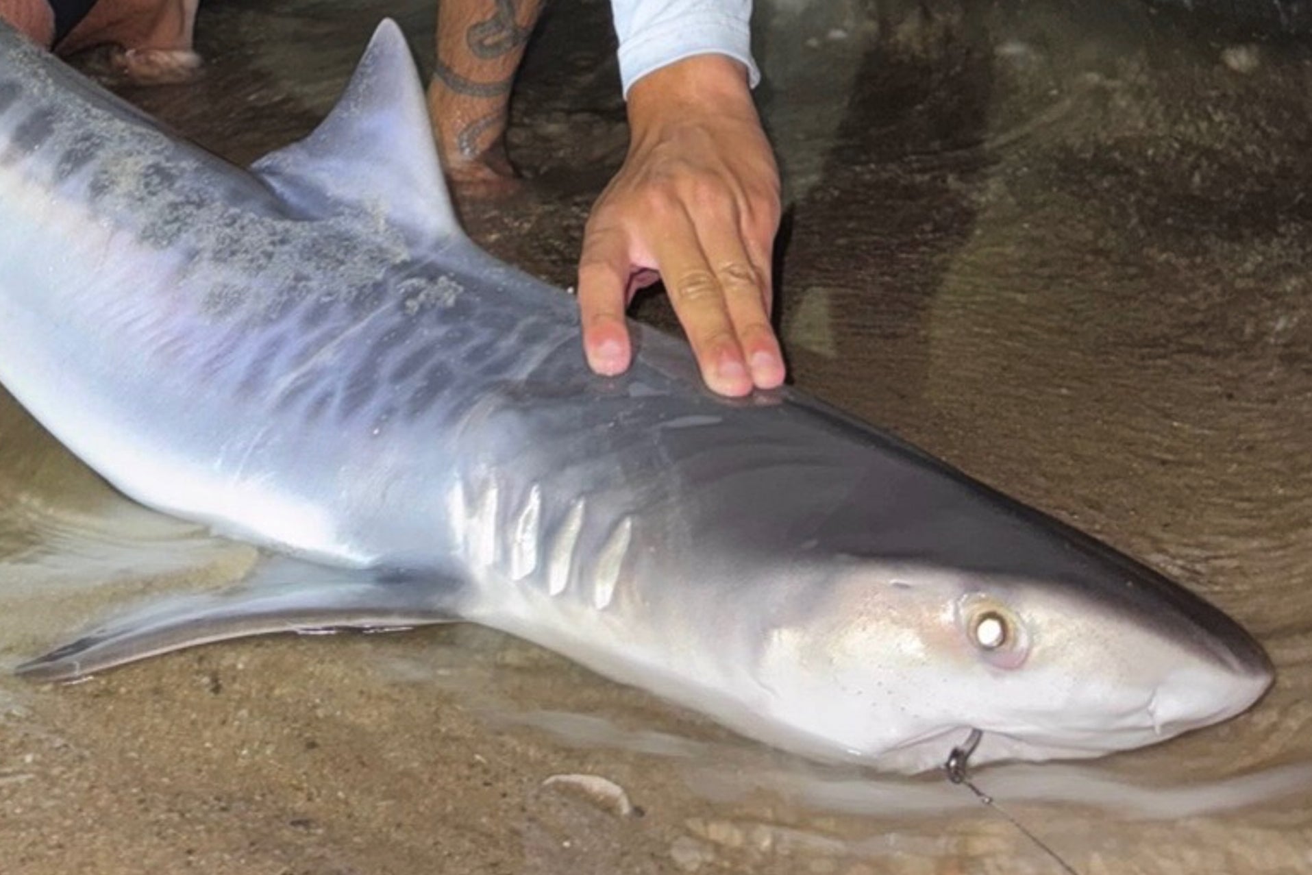A Tiger Shark was caught in waters off Cape Cod in July