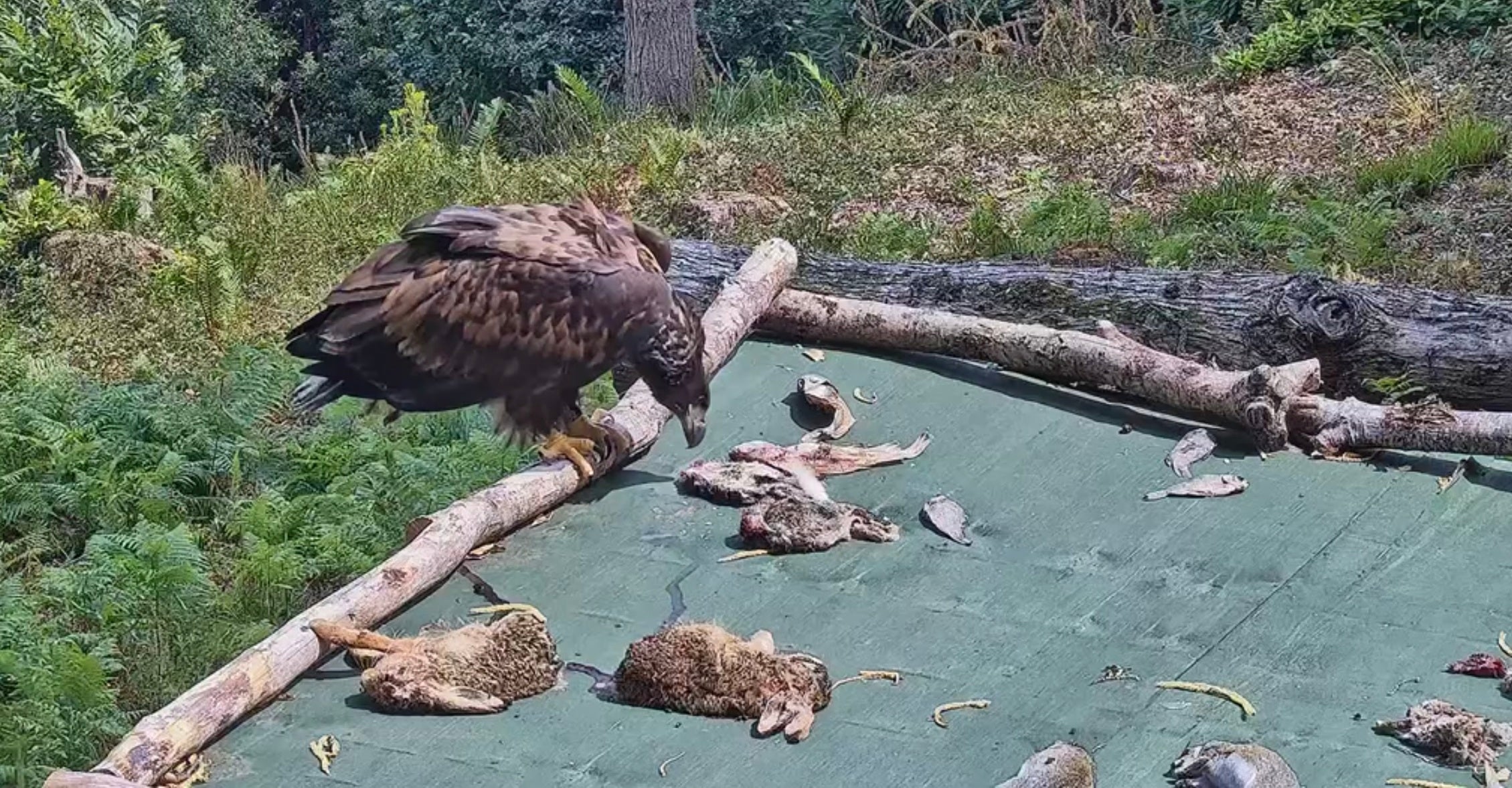 The six birds released in Exmoor are the first to be reintroduced to the area after they disappeared due to persecution more than 200 years ago