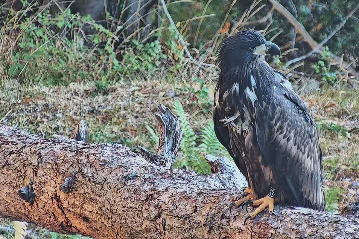Young white-tailed eagles released on Exmoor