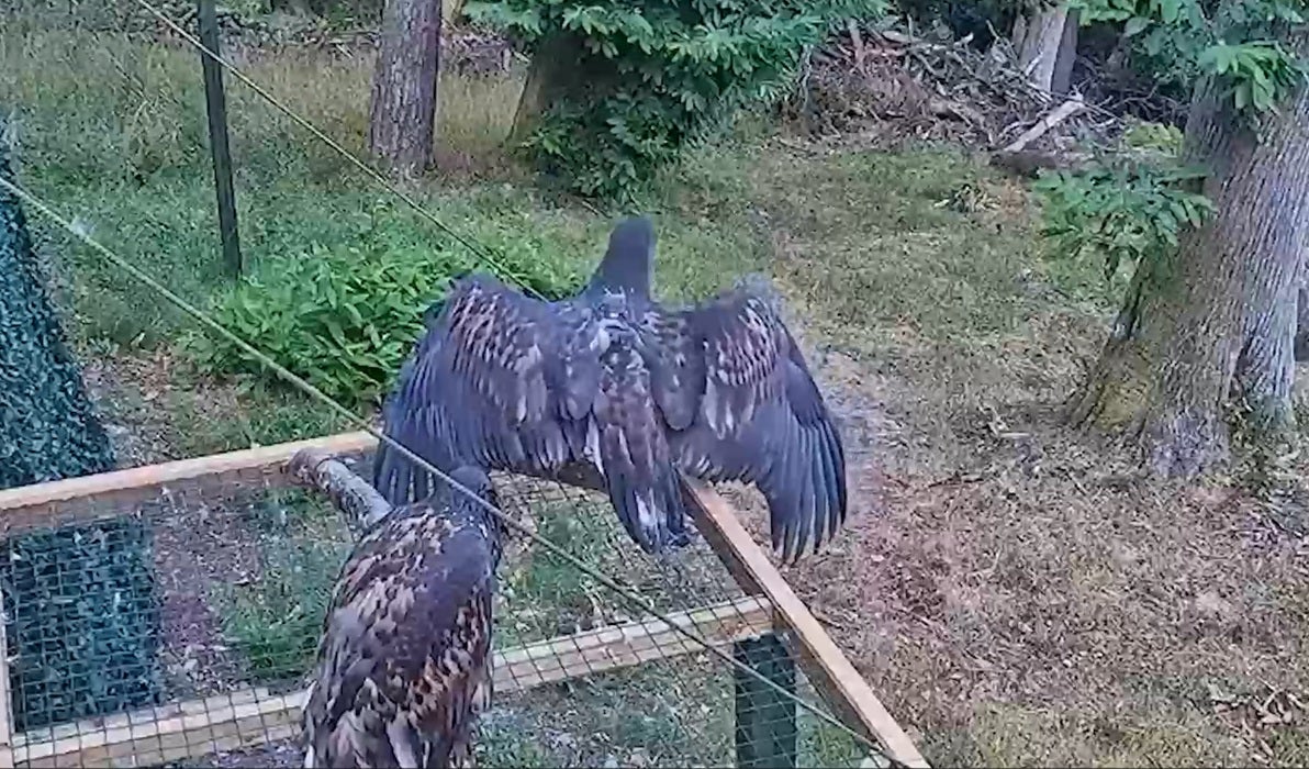 Up to 20 more young birds will be released from the Exmoor location over the next three years, while releases will continue from the Isle of Wight