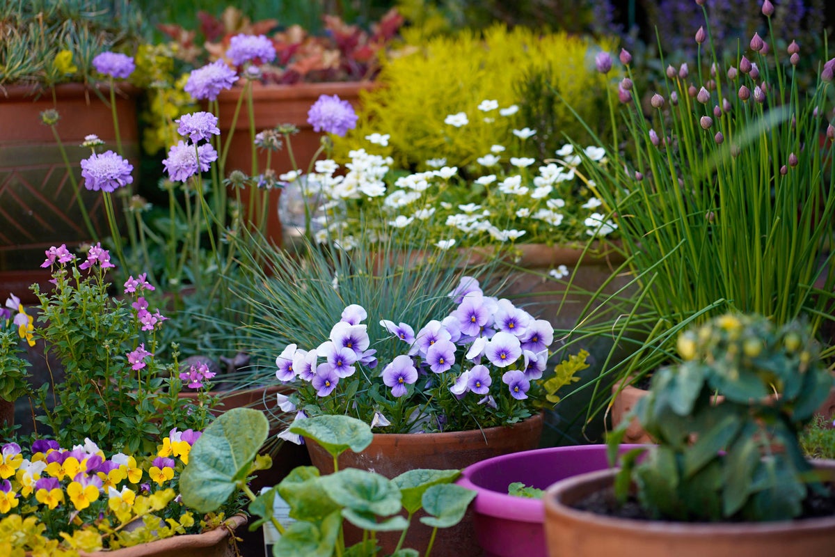 Guide to attracting wildlife into small gardens Guide to attracting wildlife into small gardens