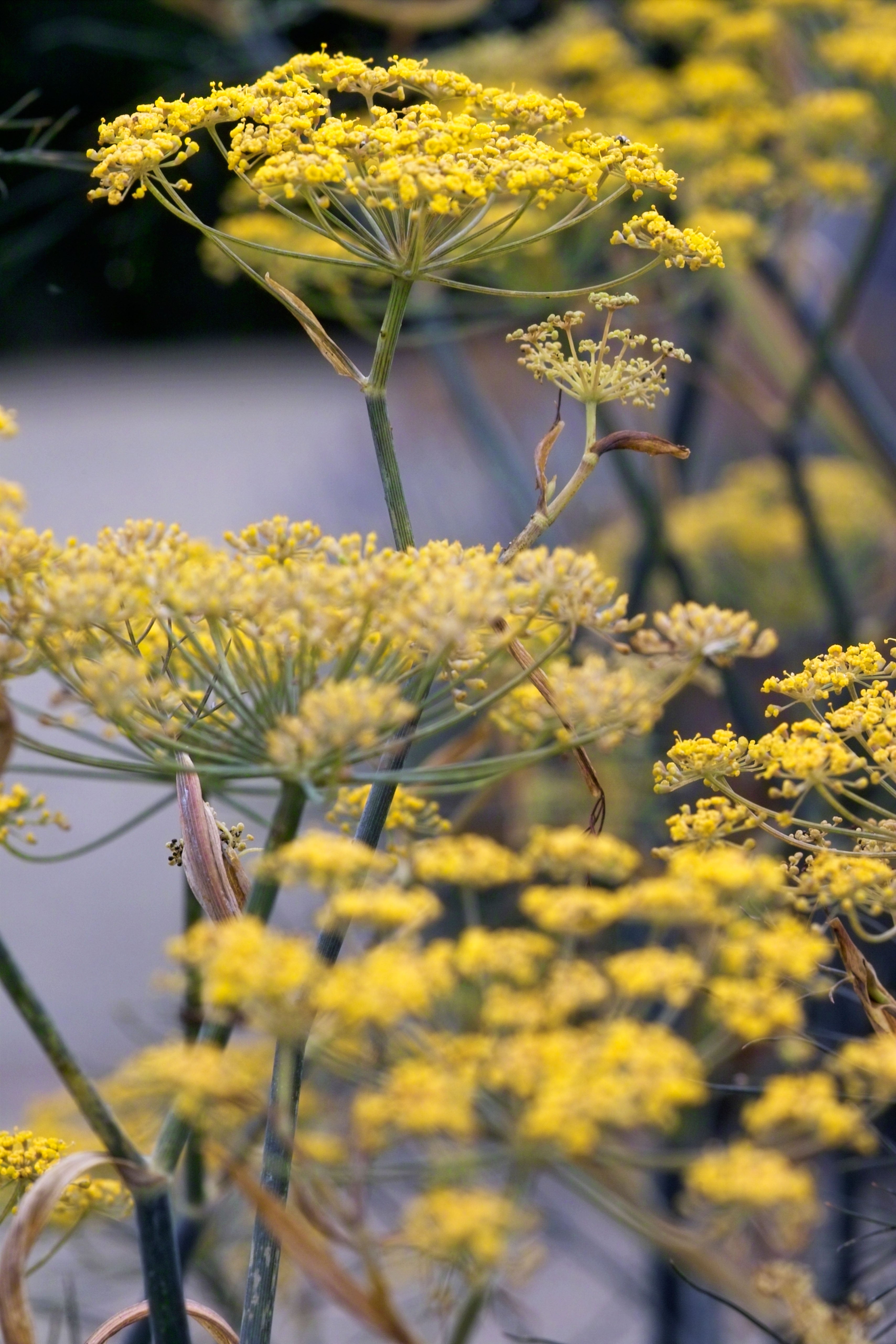 This year, plants which have thrived on Thomas Rutter’s balcony, include two varieties of fennel which have been covered in pretty yellow flowers