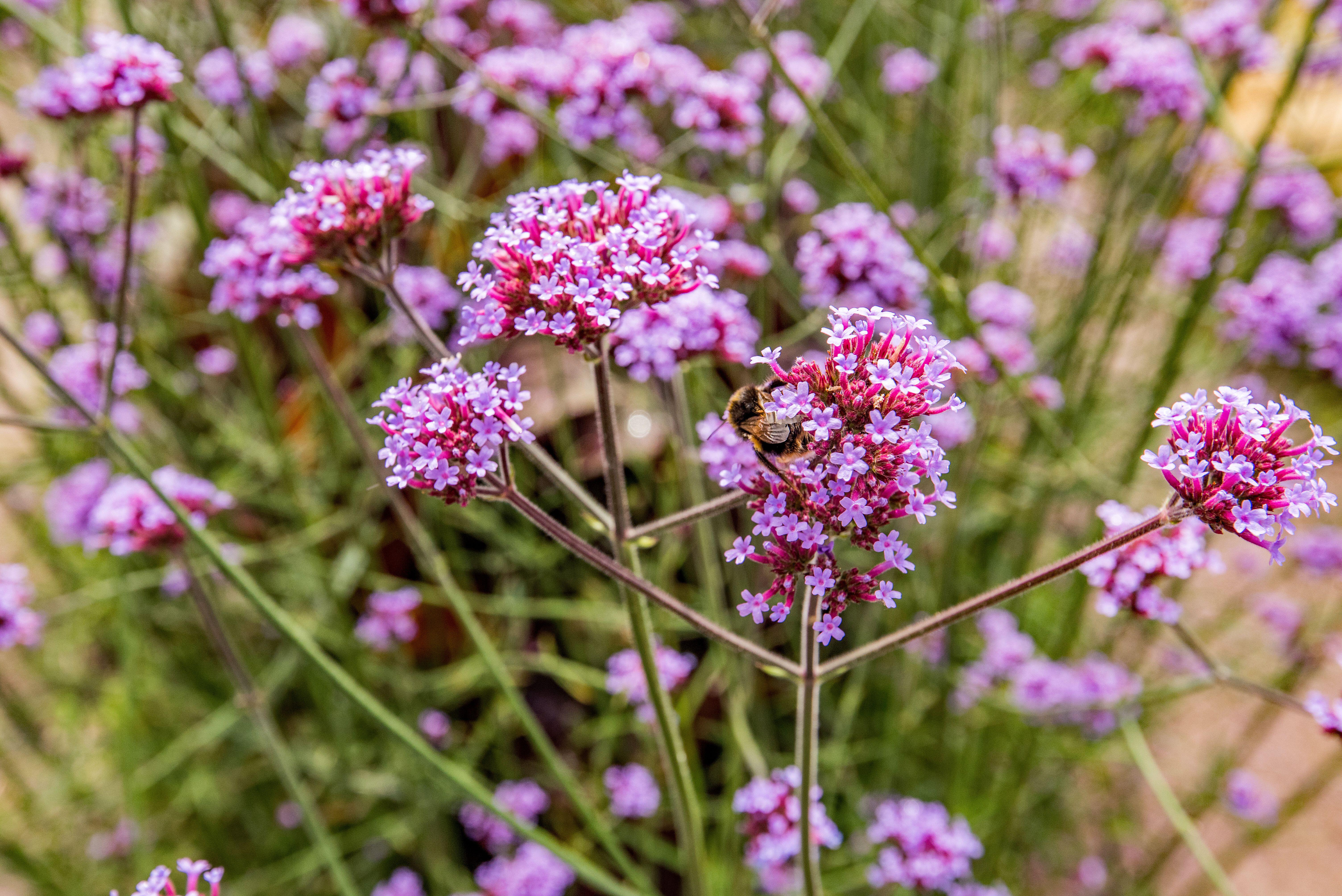 Verbena bonariensis are a recommended plant to grow on your balcony