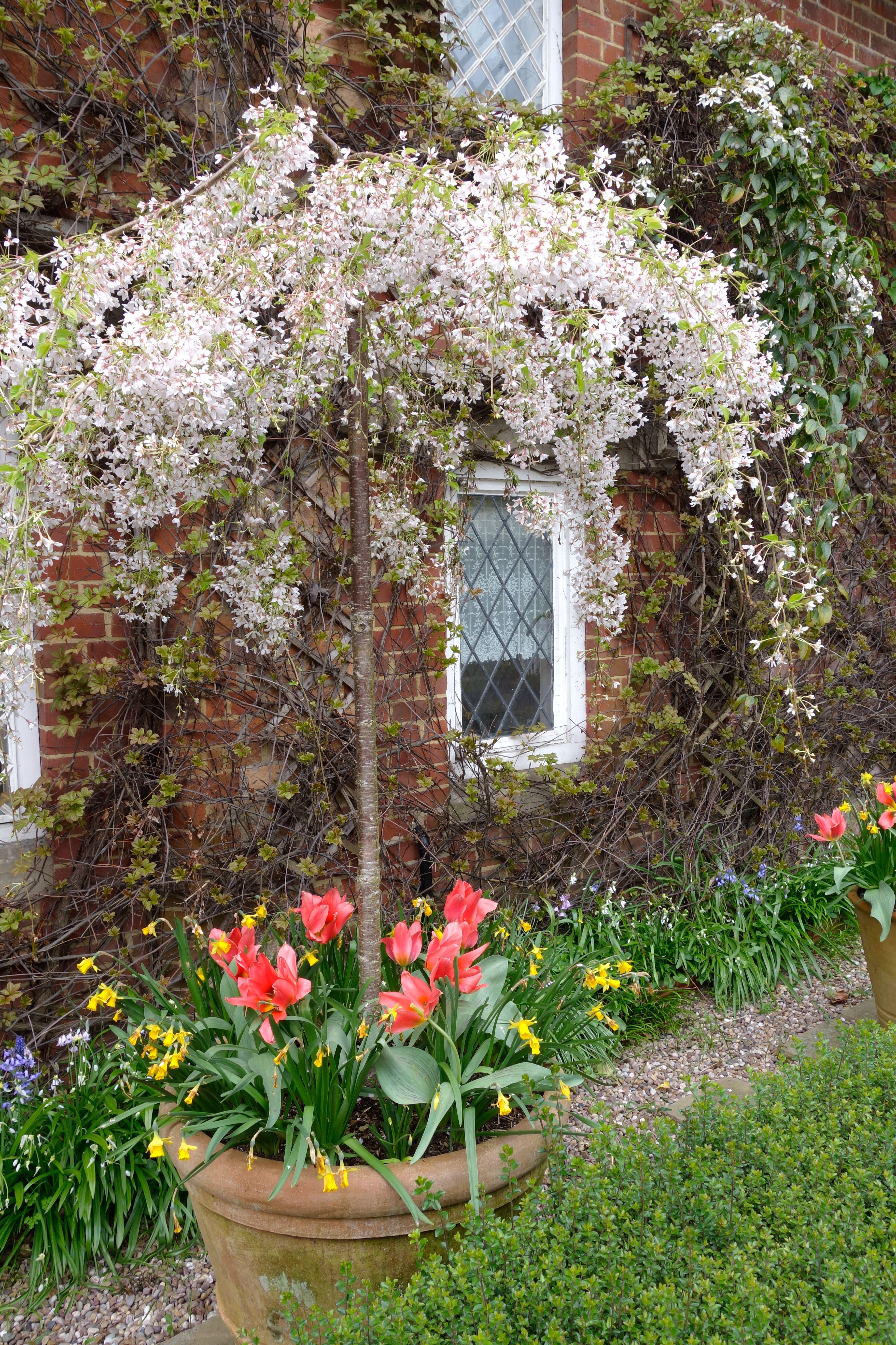A large pot should be able to accommodate a tree, Thomas Rutter says