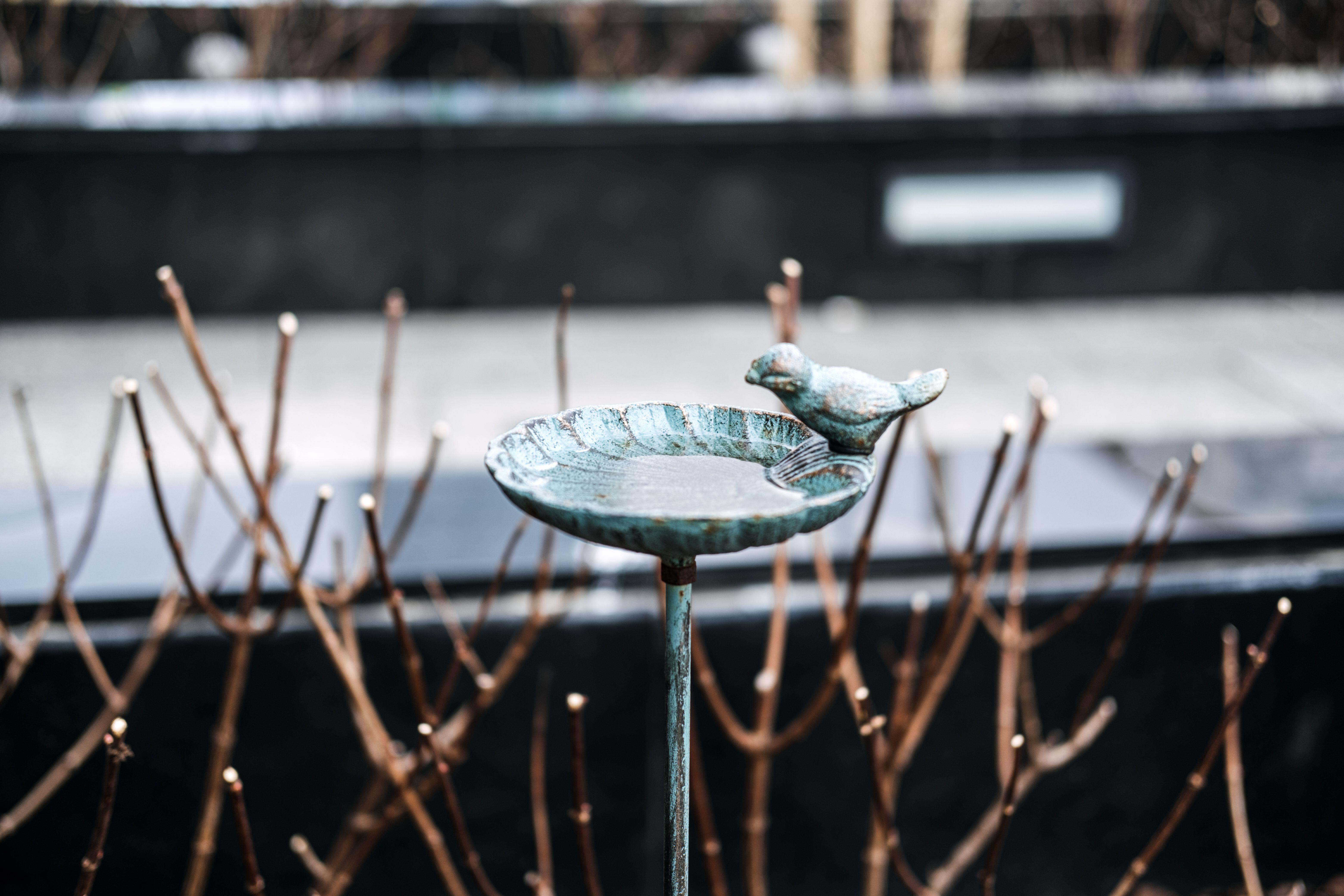Placing a bird bath on your balcony can help attract birds