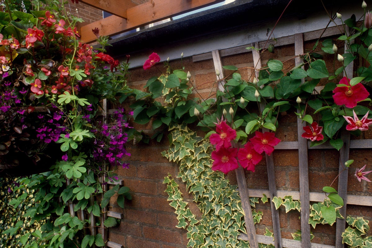 The Ethical Gardener reveals seven ways to help wildlife thrive in your ...