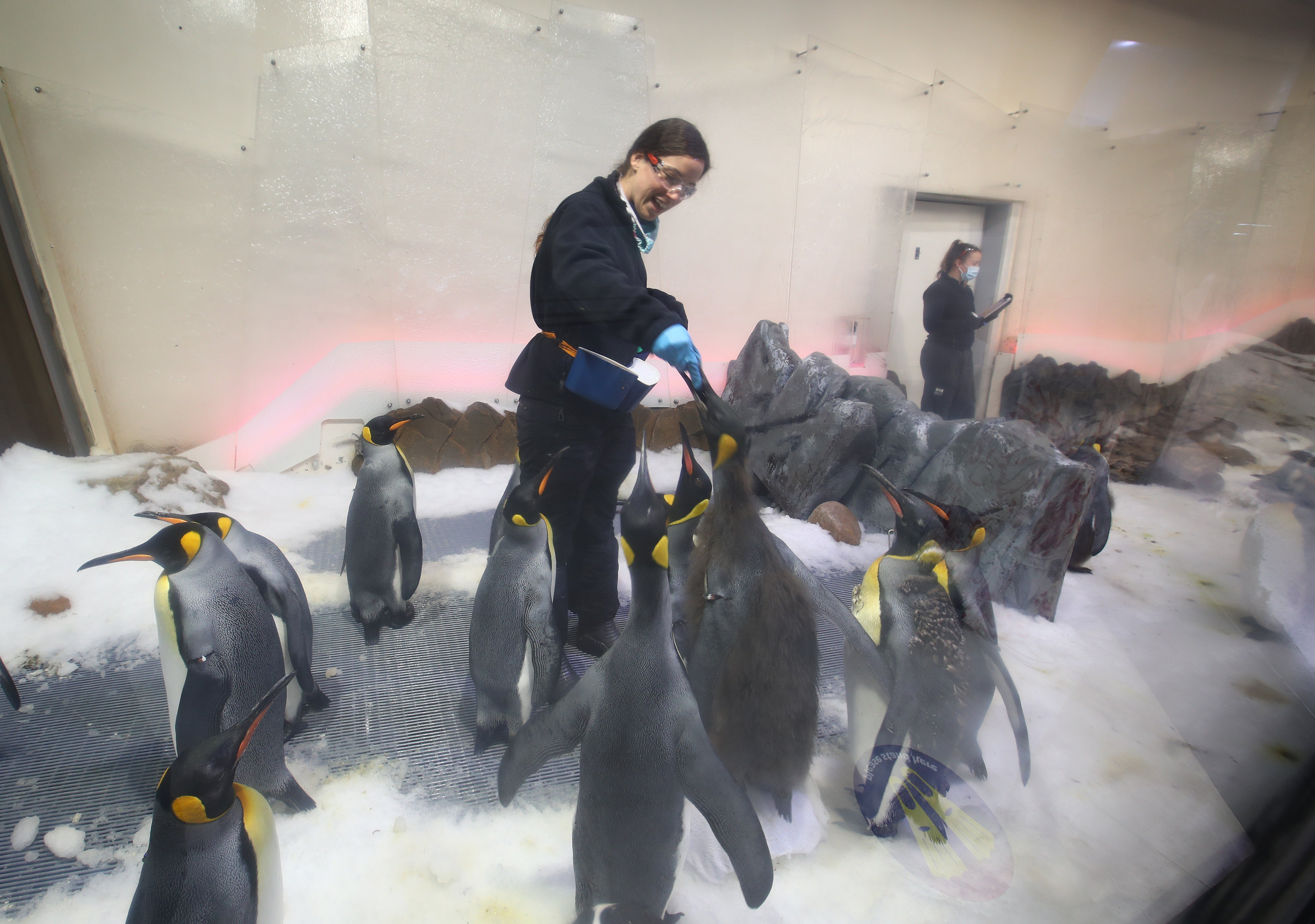 Penguin keepers feed the penguins in Melbourne (Getty)