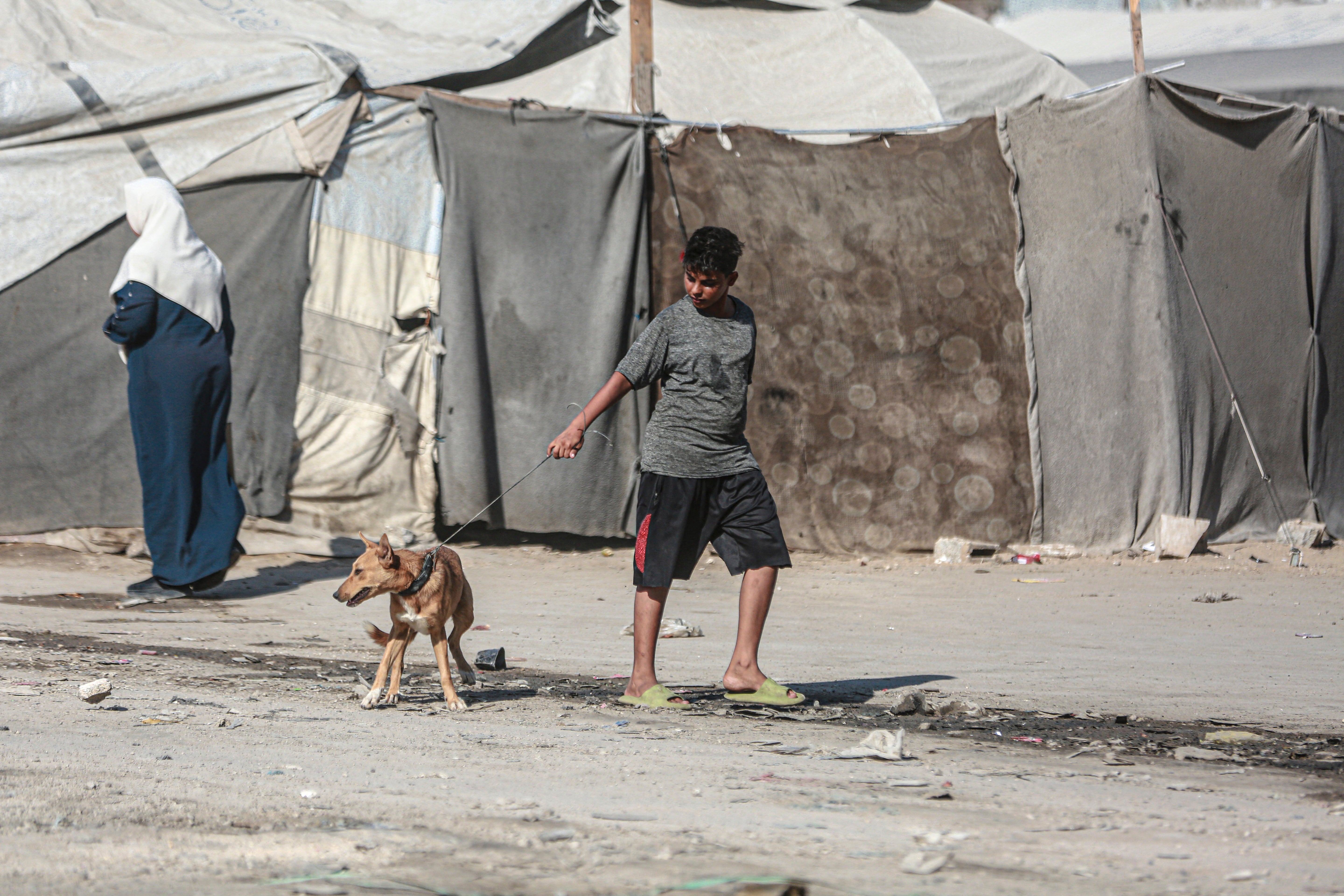 A Palestinian child walks a dog beside tents in a displacement camp in Gaza City on 1 August (AFP/Getty)