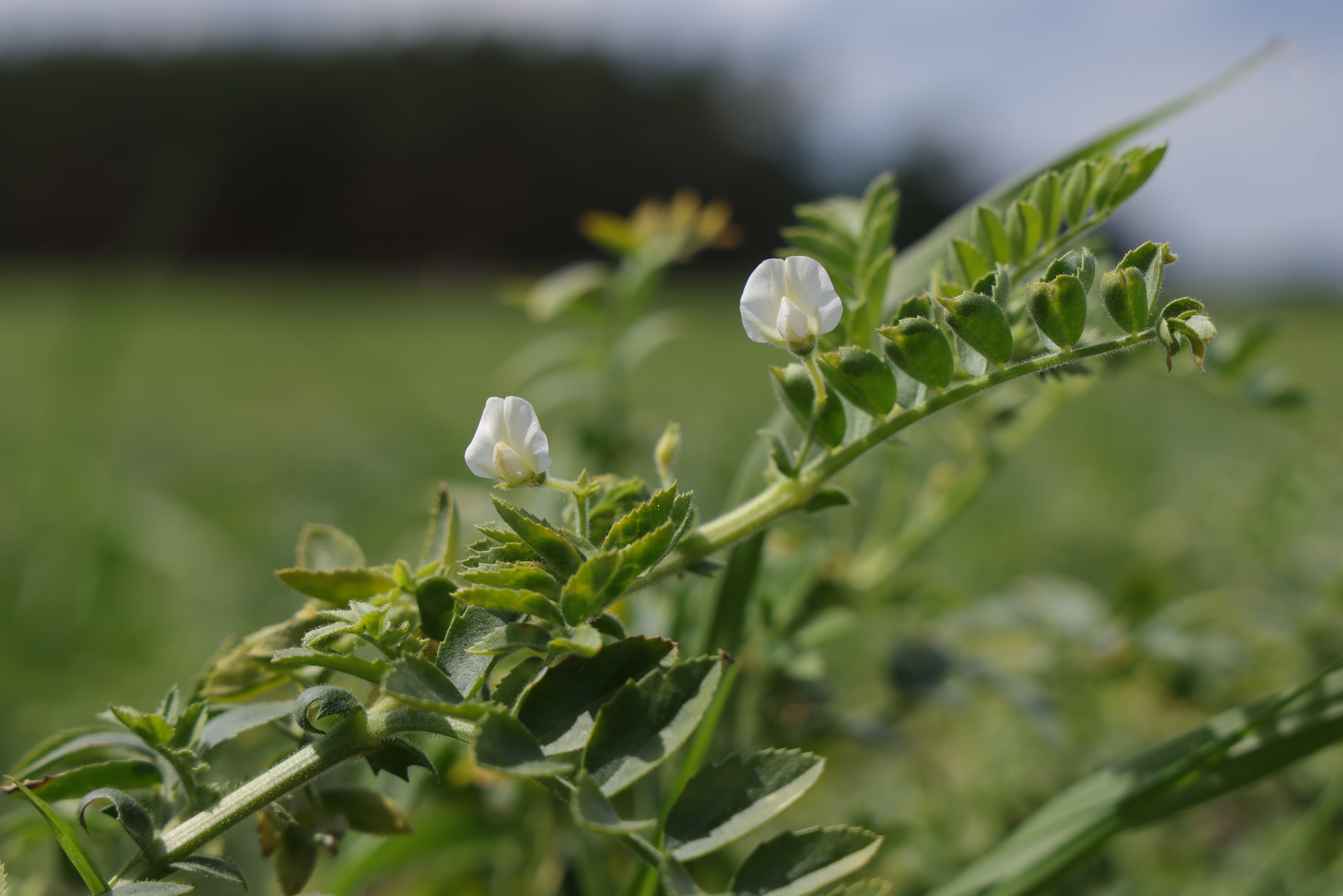 Looking for crops better suited to a drier climate, some farmers in the UK have started planting chickpeas (Getty)
