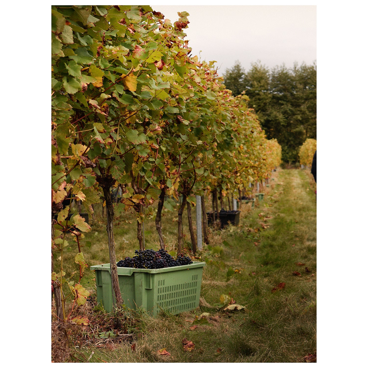 Warmer weather has opened up opportunities for vineyards in the country (Galia Pike)