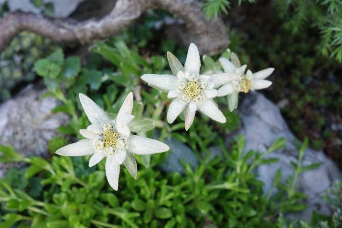 Edelweiss added to rock gardens as rare Alpine flower draws attention