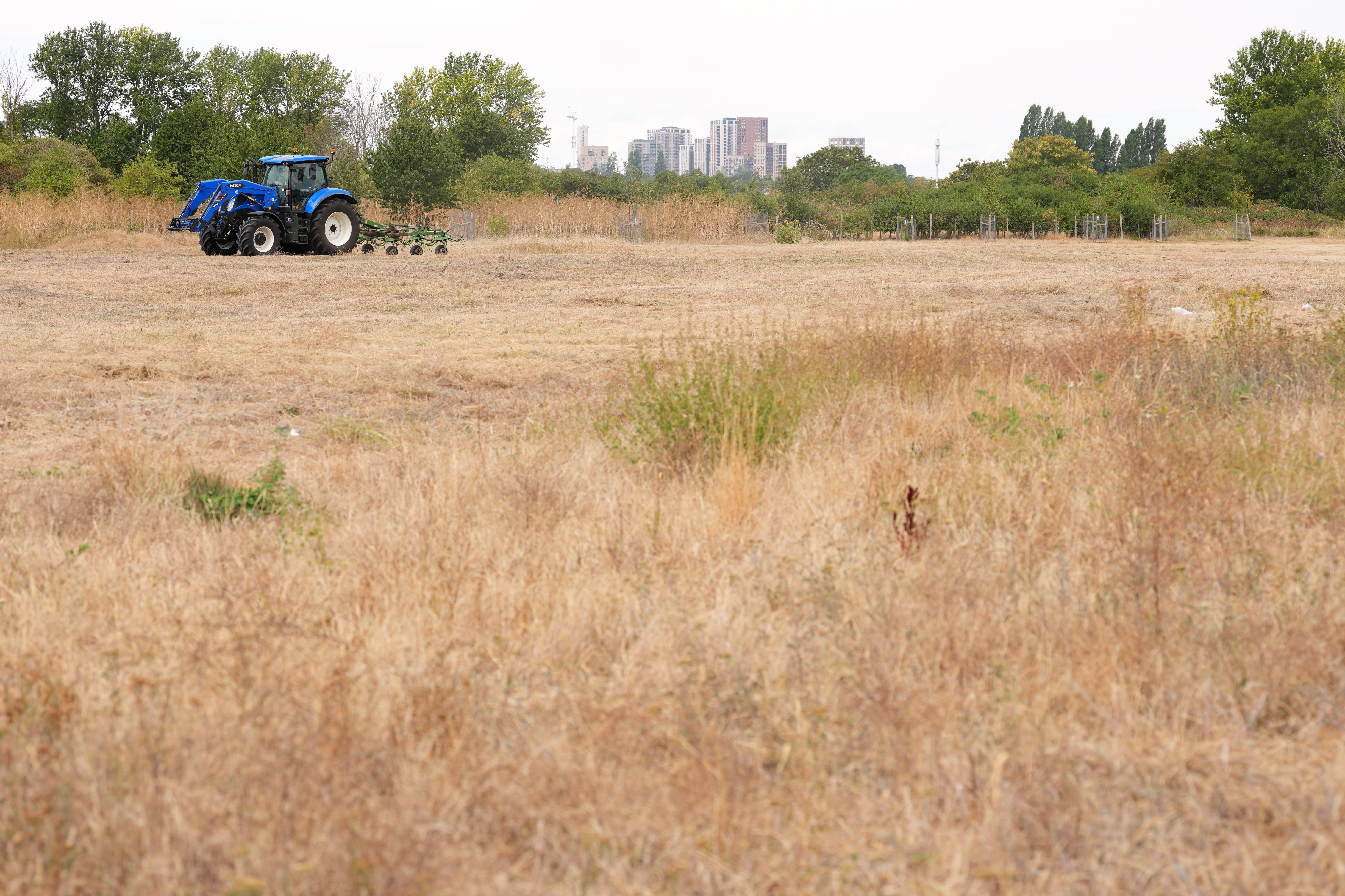 Wheat, barley and oat yields will all be down, new data suggests
