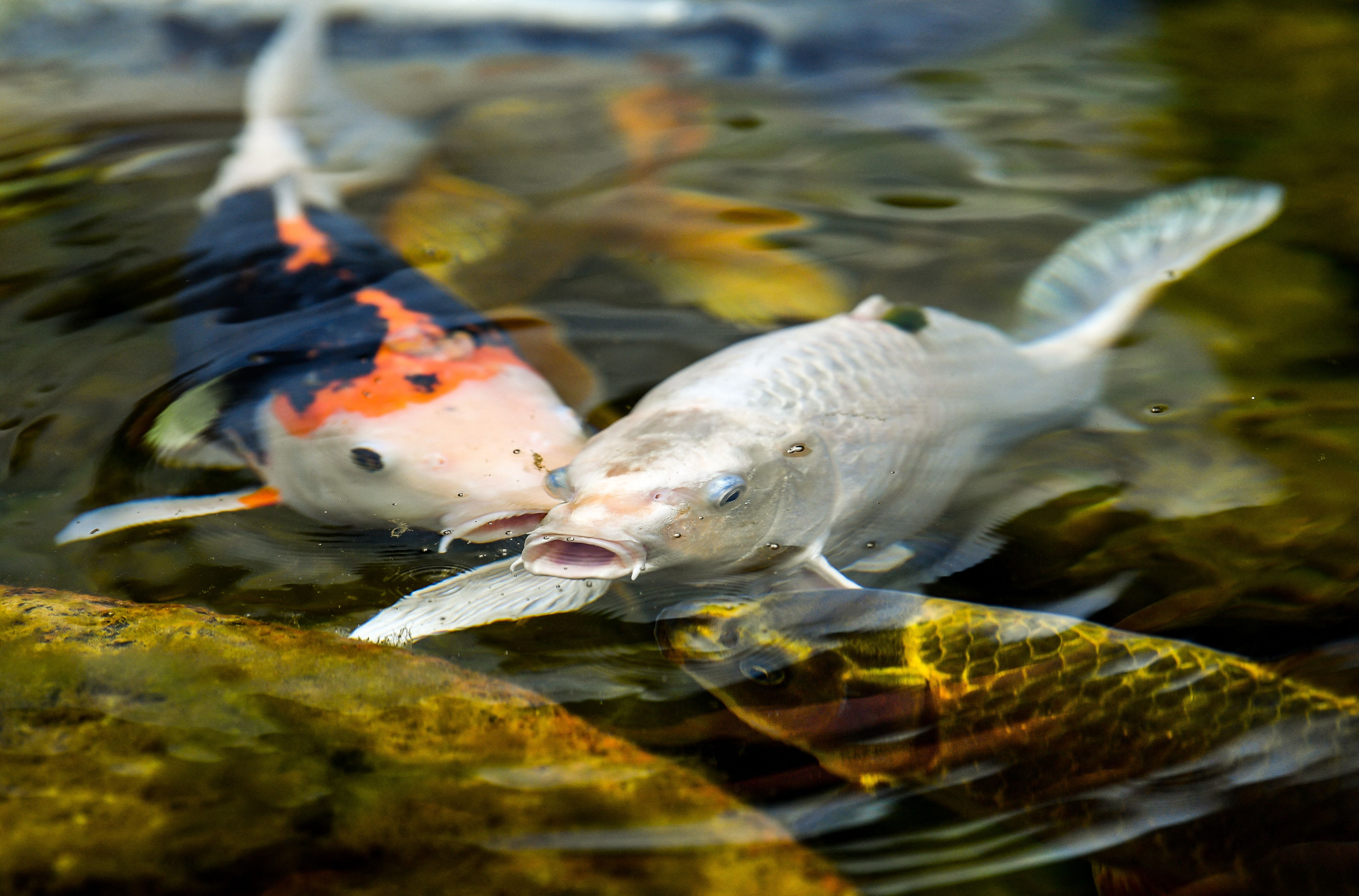 Koi carp swim in a pond