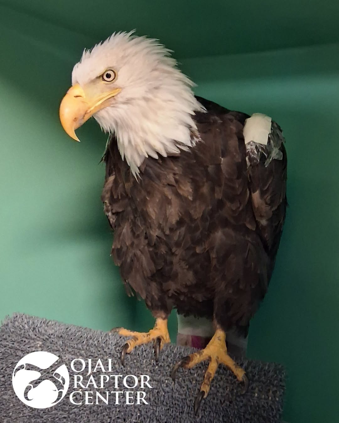 Jackie became famous in the early-to-mid 2010s from her appearances on Big Bear Valley's Big Bear Eagle Nest Cam