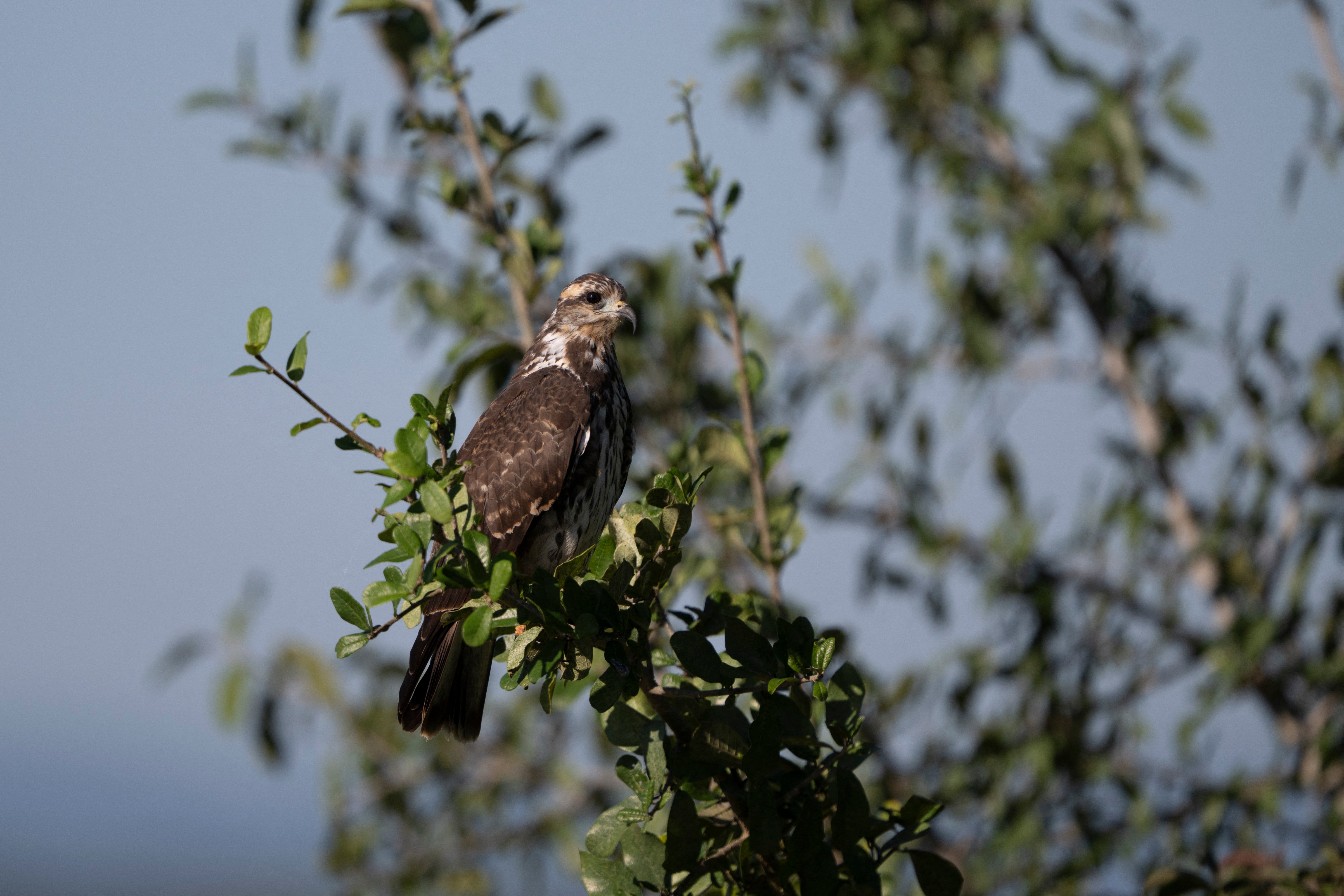 A gaviao caramujeiro, snail kite (Rostrhamus sociabilis) is pictured at the Pantanal, a key region along birds' migratory routes in the Americas, in the municipality of Miranda in Mato Grosso do Sul state, Brazil