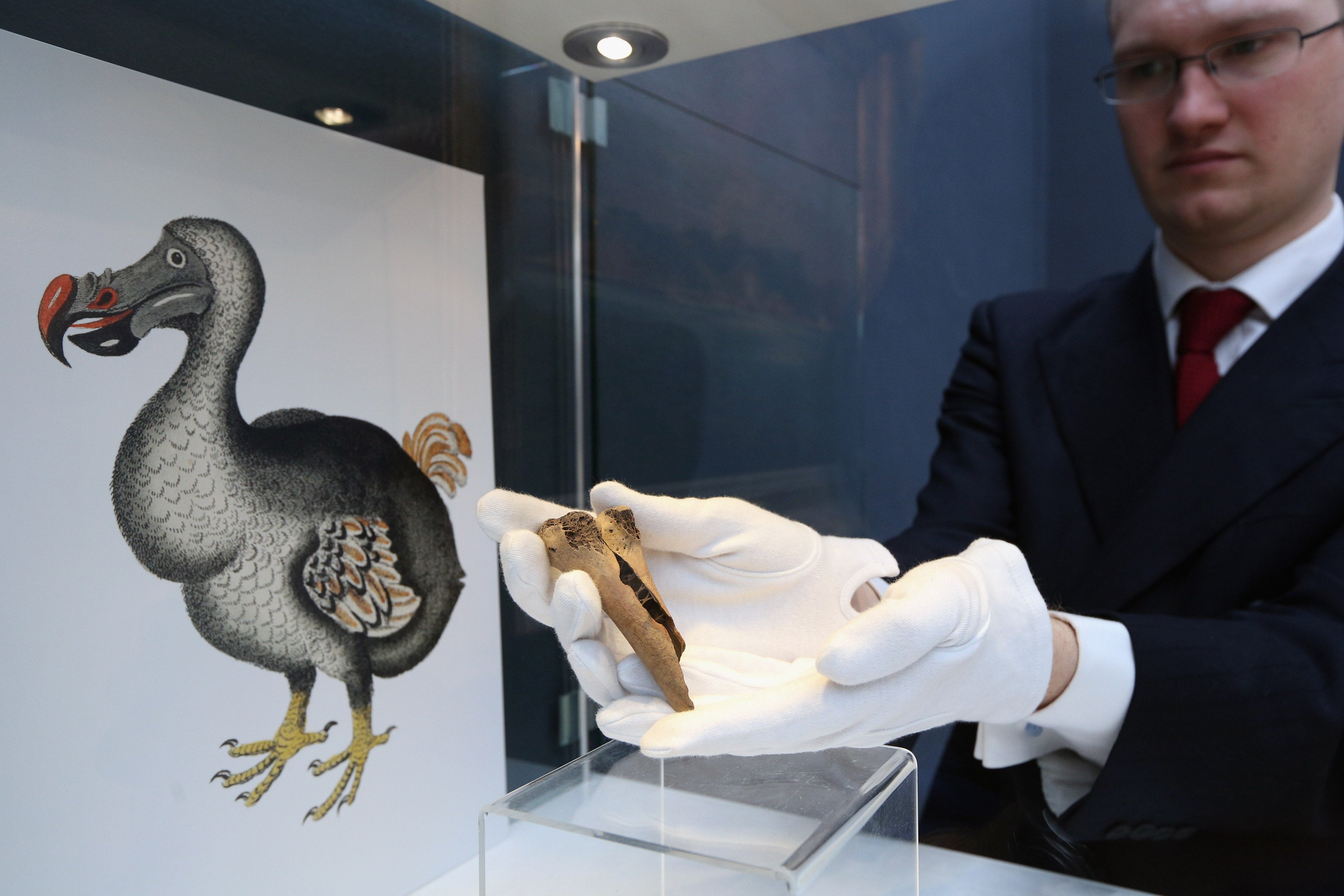 New Research Suggests Dodos Were Intelligent Rather Than Foolish