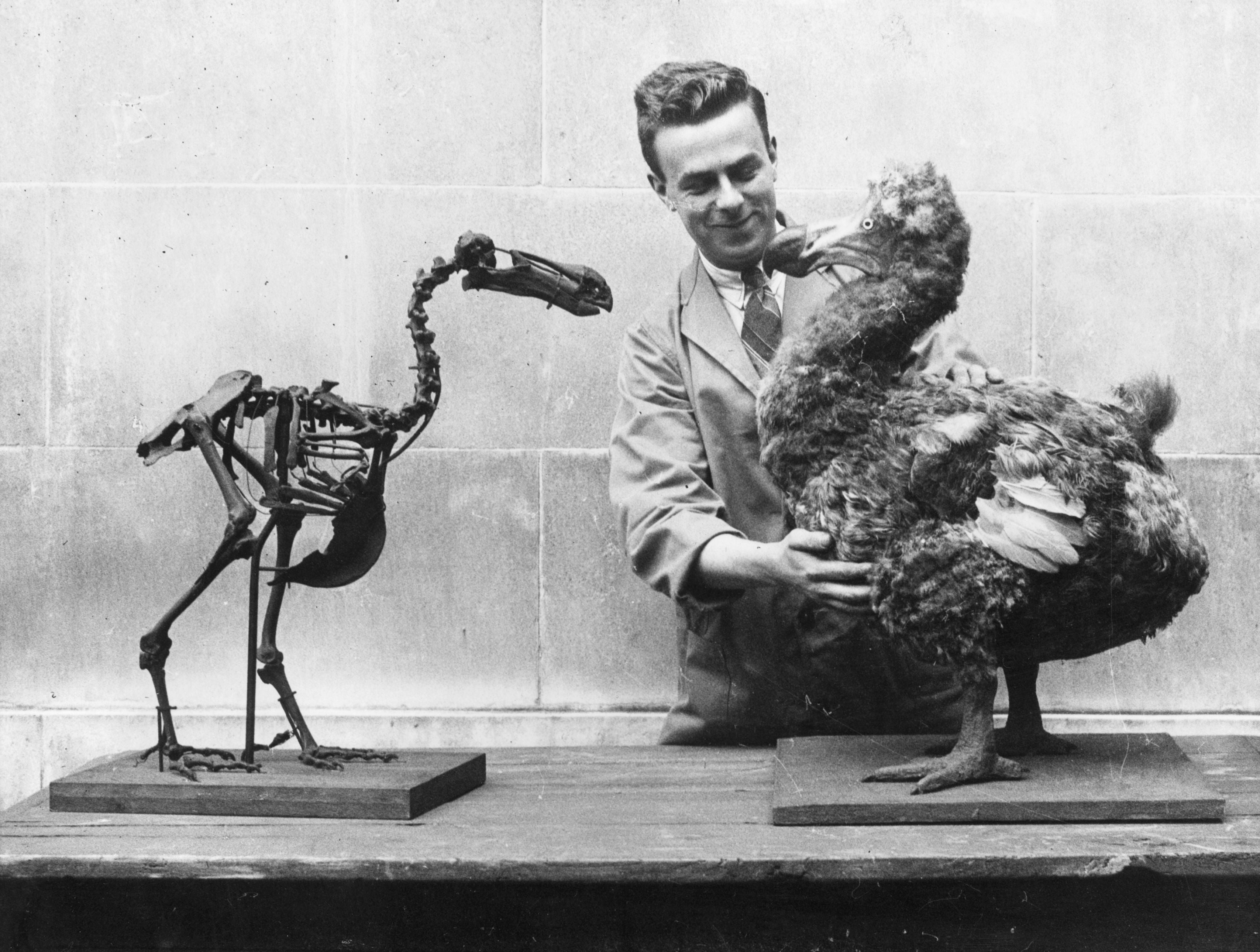 A dodo skeleton opposite a reconstructed model of the extinct bird in the National Museum of Wales, Cardiff