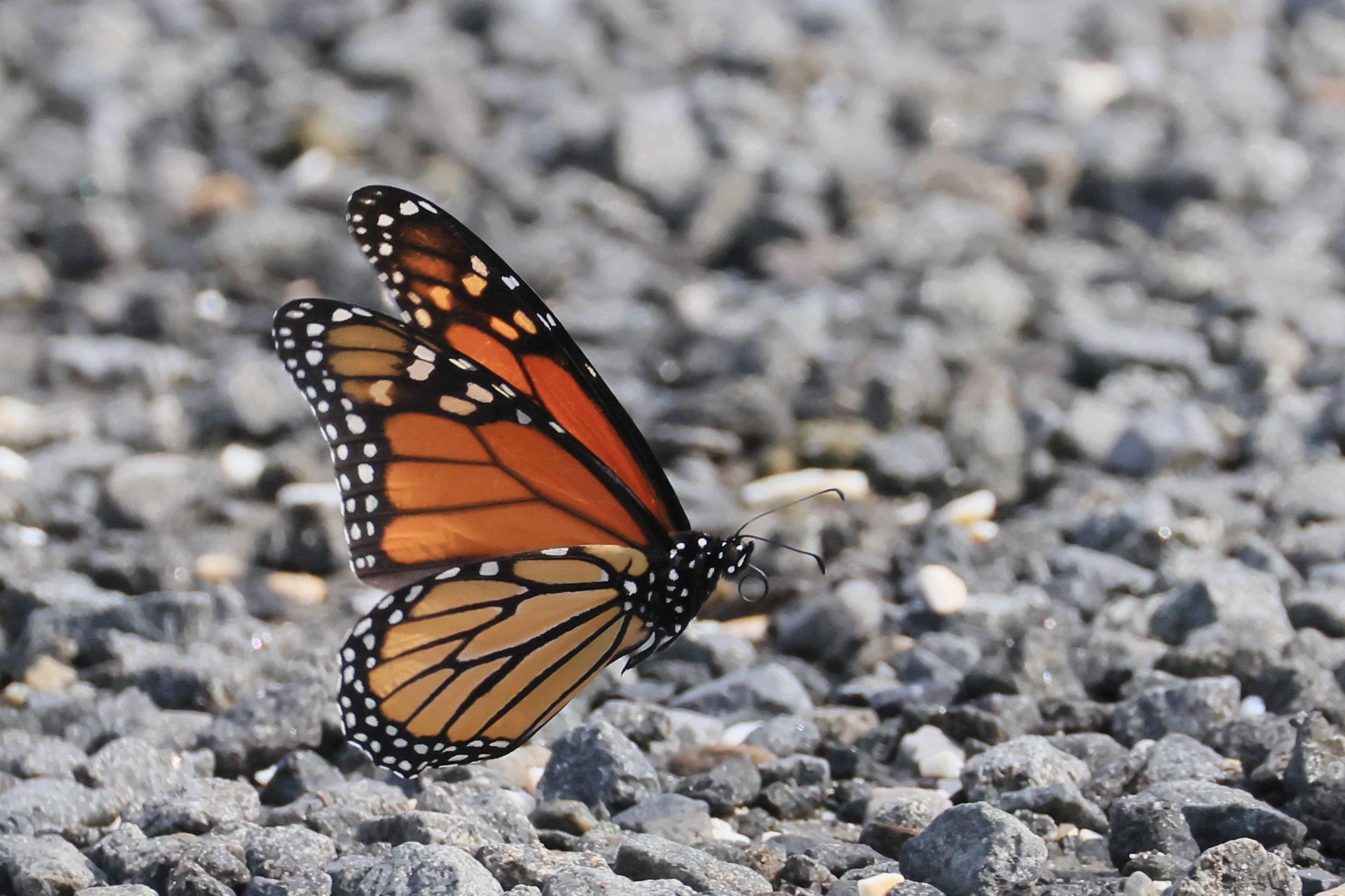 The step has been called ‘a death sentence’ for the monarch butterfly and other species living in sensitive habitats (Getty)