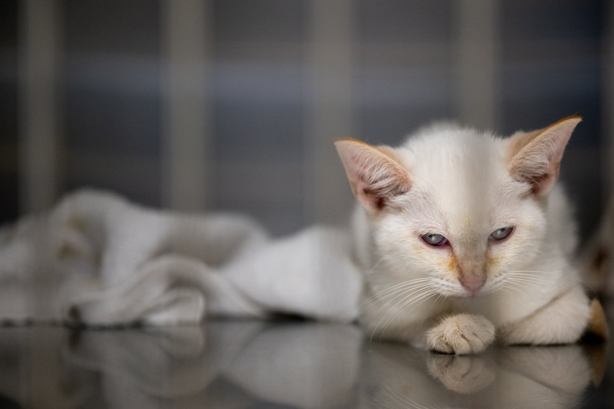 Outdoor cats quite happy to become indoor cats, study finds
