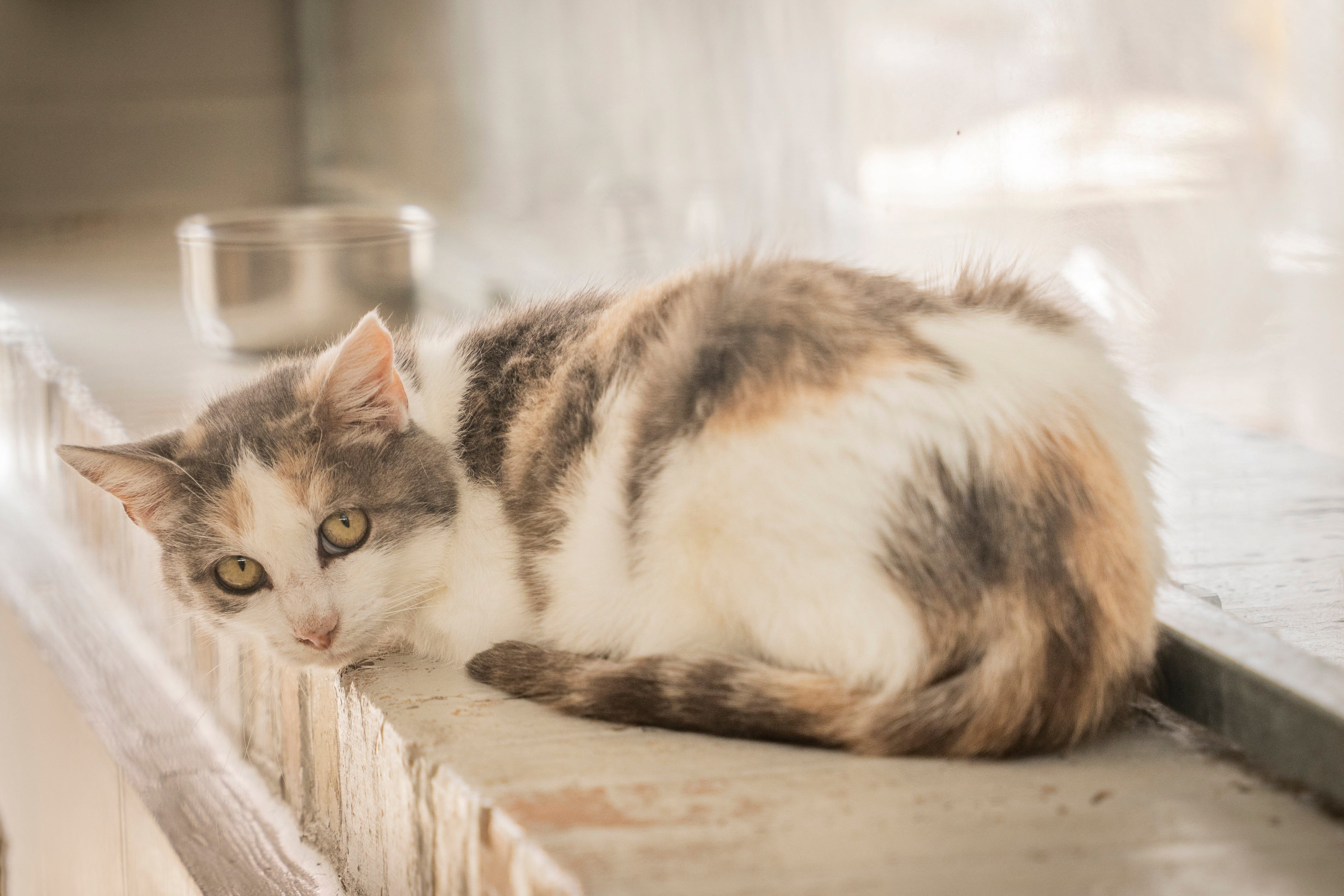 Safety was the leading reason for transitioning cats to living indoors (AFP/Getty)