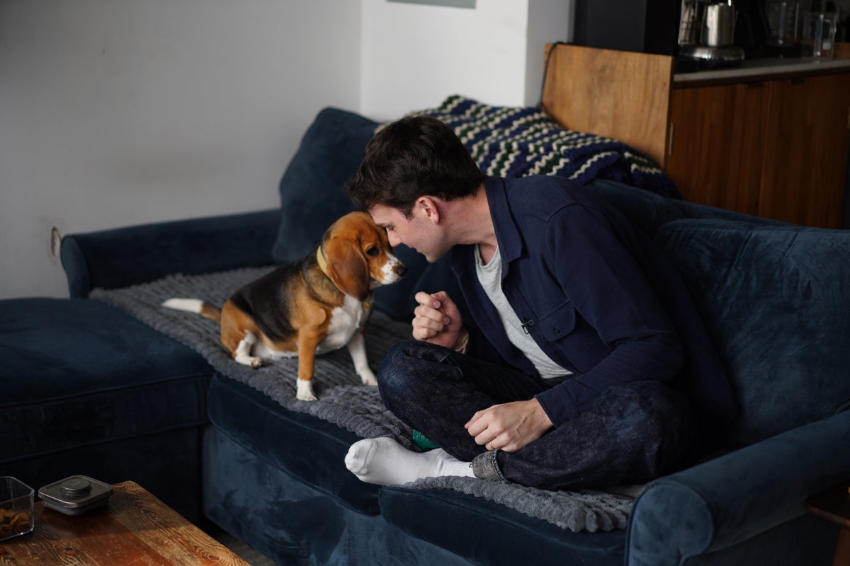 Gene-edited beagles designed to be hypoallergenic for people with dog allergies
