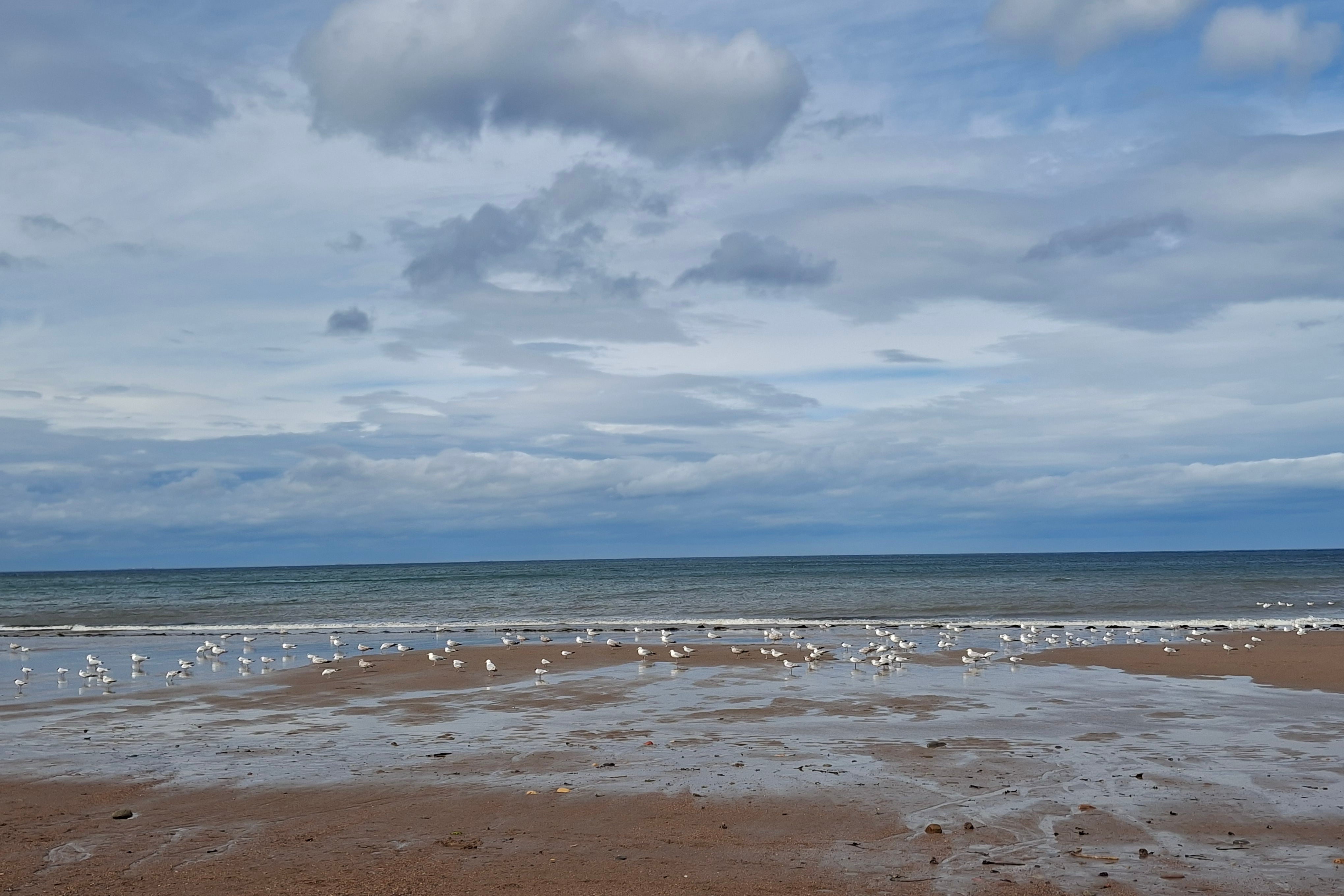 The golden coast of Cattersty Sands (Joanna Whitehead)