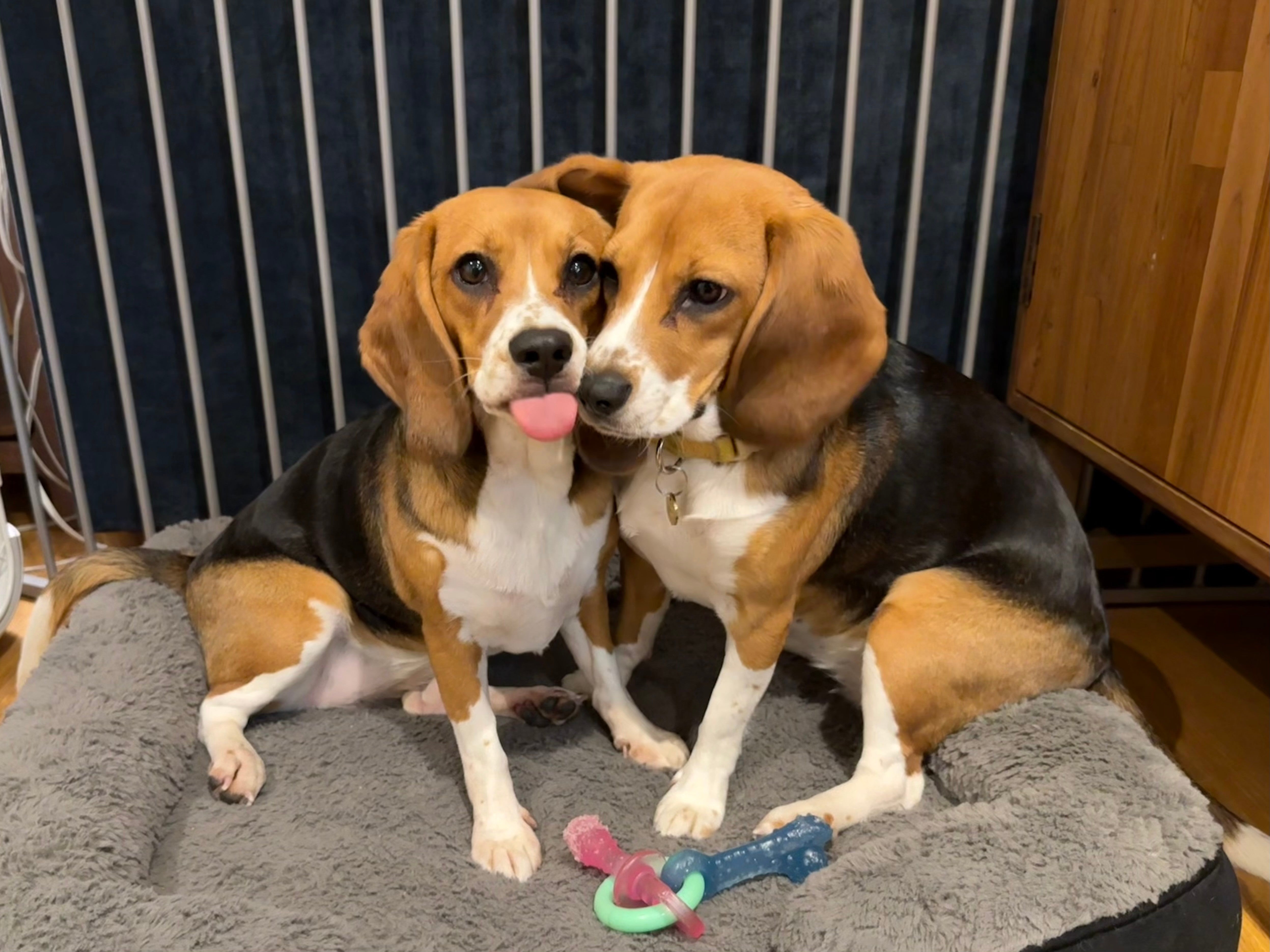 While this breakthrough offers hope to millions of dog allergy sufferers, it will be years before such animals are widely available