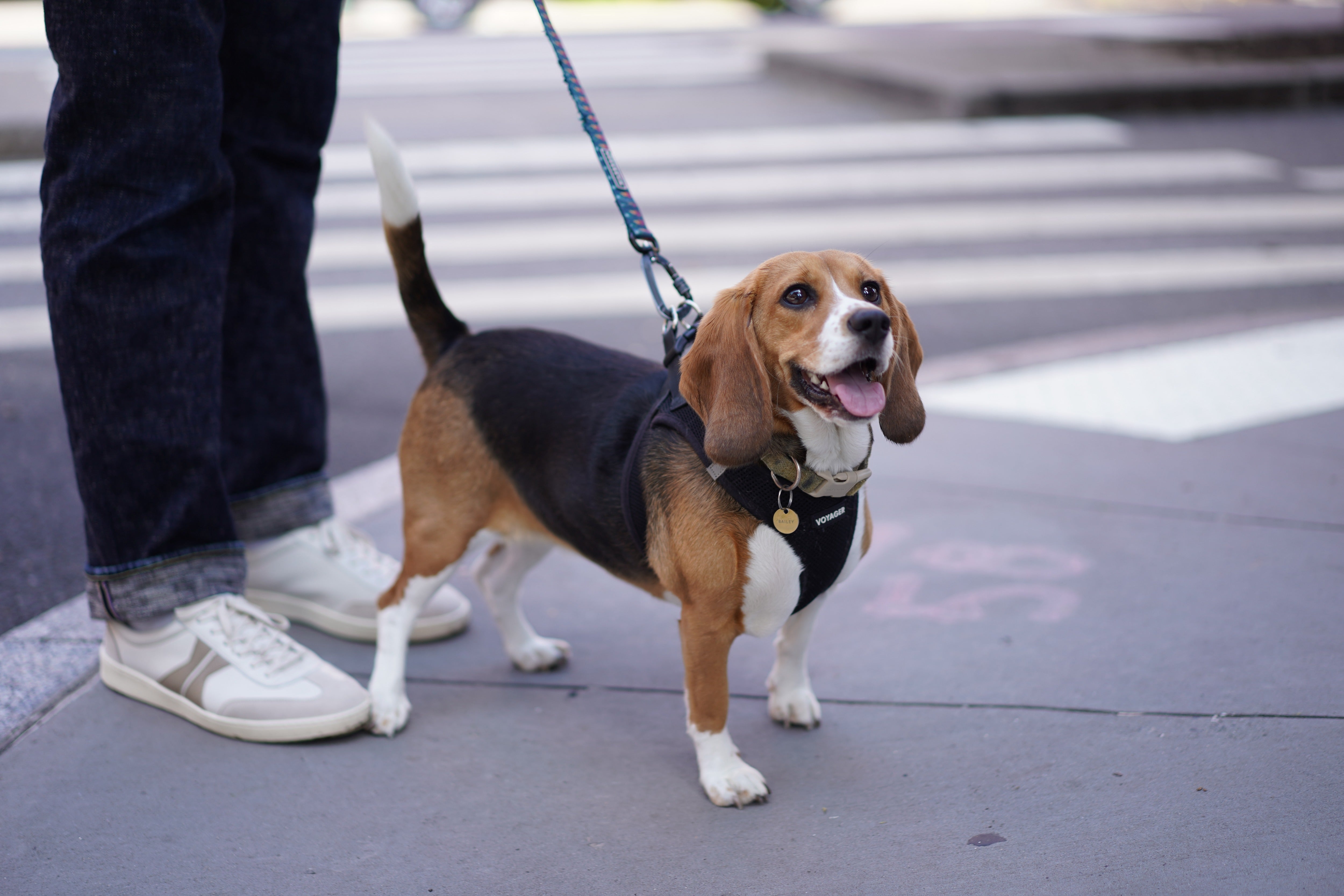 Thanks to a groundbreaking gene-editing technique, he can enjoy the companionship of Bailey (AP Photo/Mary Conlon)