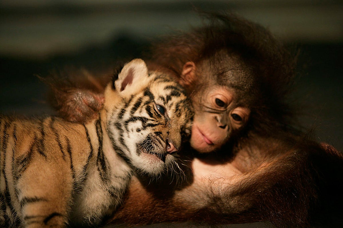 Study Finds Primates Frequently Form Interspecies Friendships