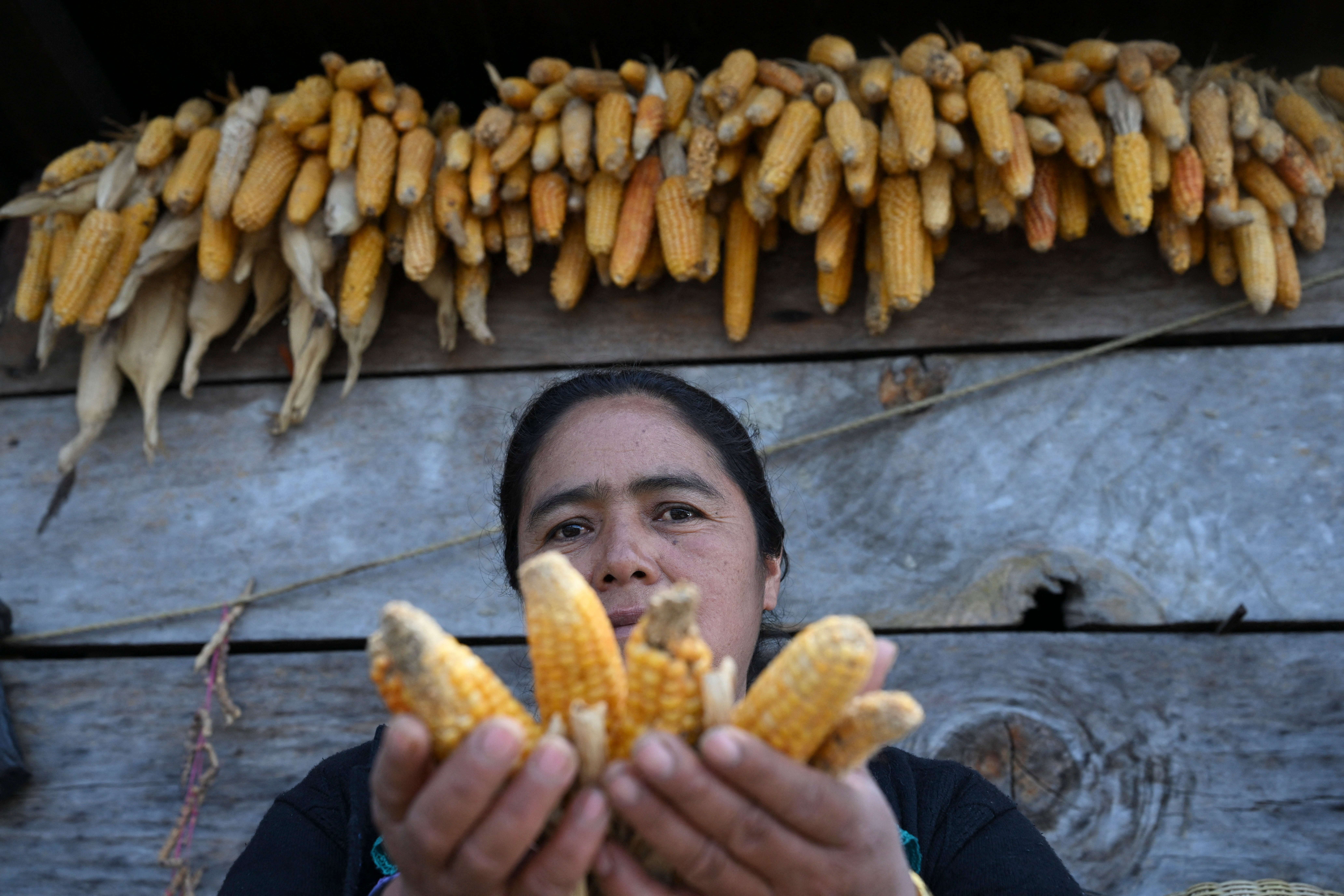 Bulletin world briefing: UN warns El Niño will push 49 million more into acute hunger