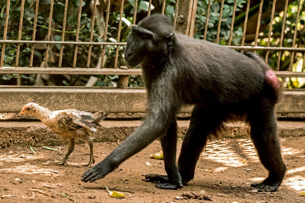 But we also found reports of primates carrying, huddling and sharing food with and occasionally adopting members of another species