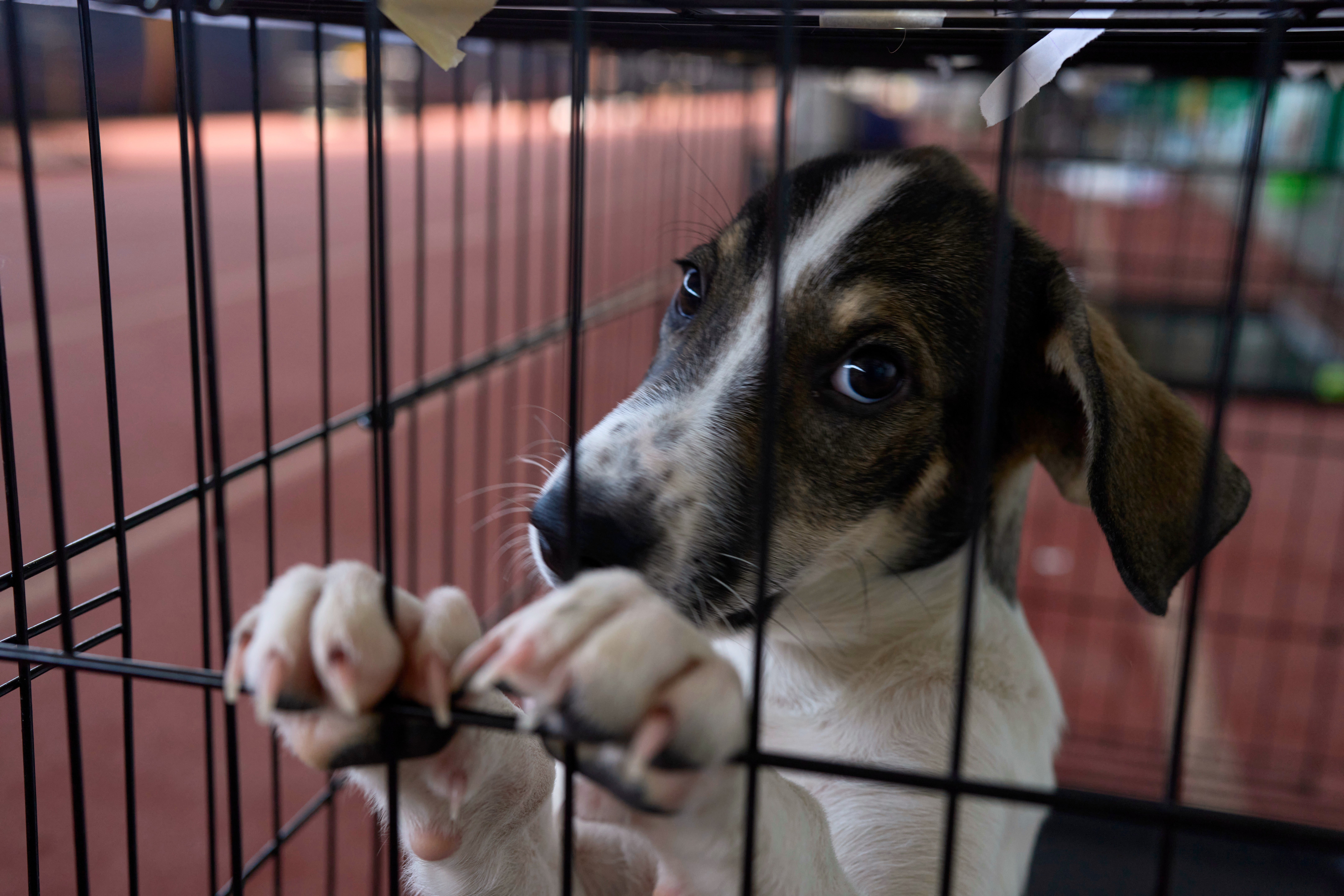 A dogs rescued from recent wildfires looks on at a temporary shelter inside a stadium in Megara, Greece, Wednesday, Aug. 5, 2026. (AP Photo/Petros Giannakouris)