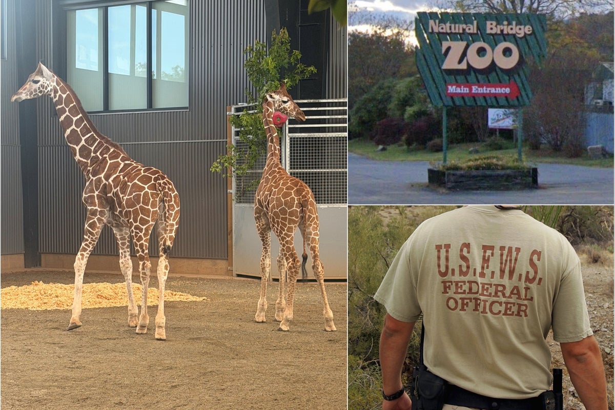 Federal Investigation Underway After Two Baby Giraffes Disappear from Virginia Zoo