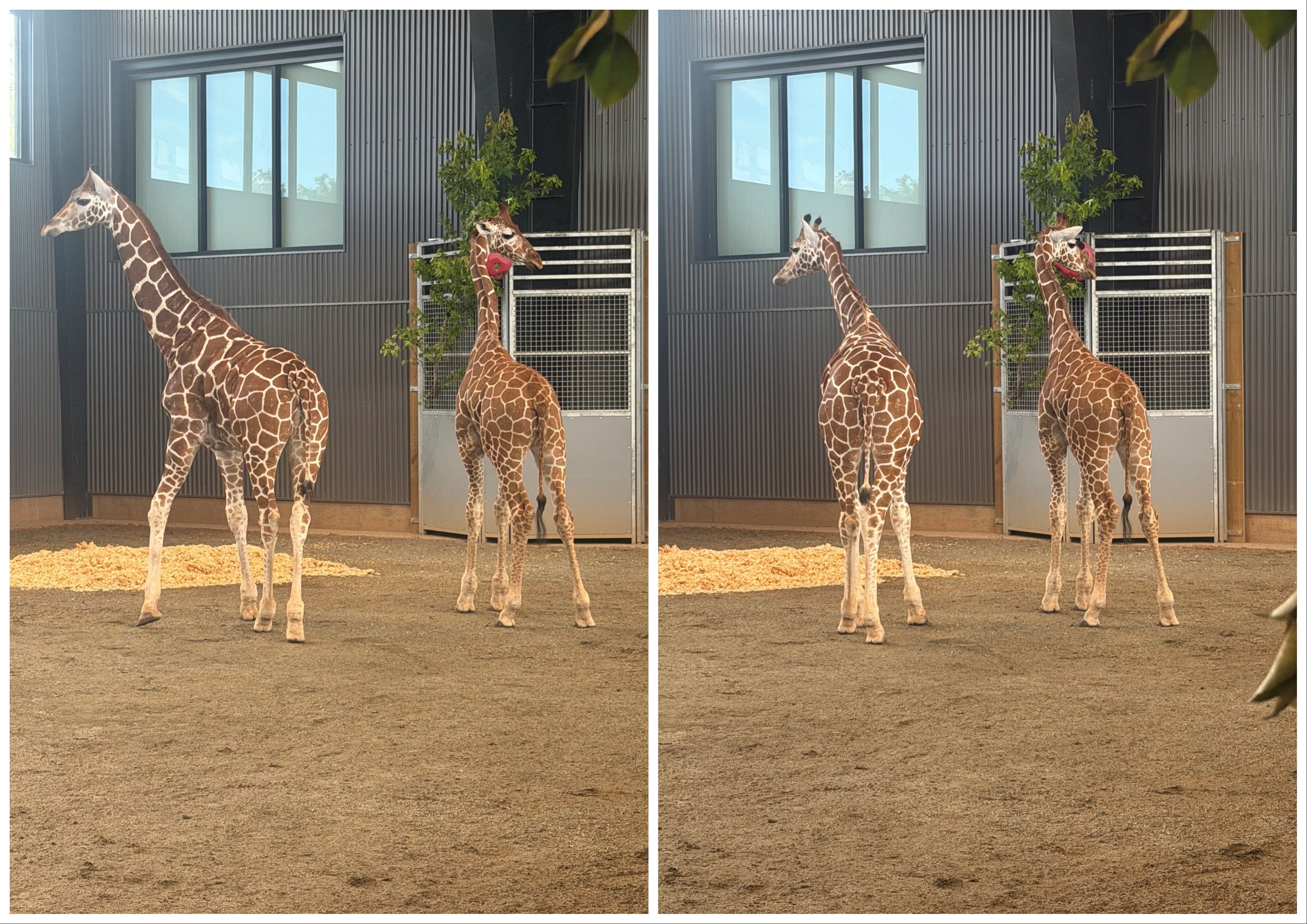 The two baby giraffes that disappeared last year from the Natural Bridge Zoo in Virginia, following their successful recovery in June. A federal informant is now under investigation for allegedly helping impede the search by sharing confidential information with a suspect (Office of the Attorney General, Commonwealth of Virginia)