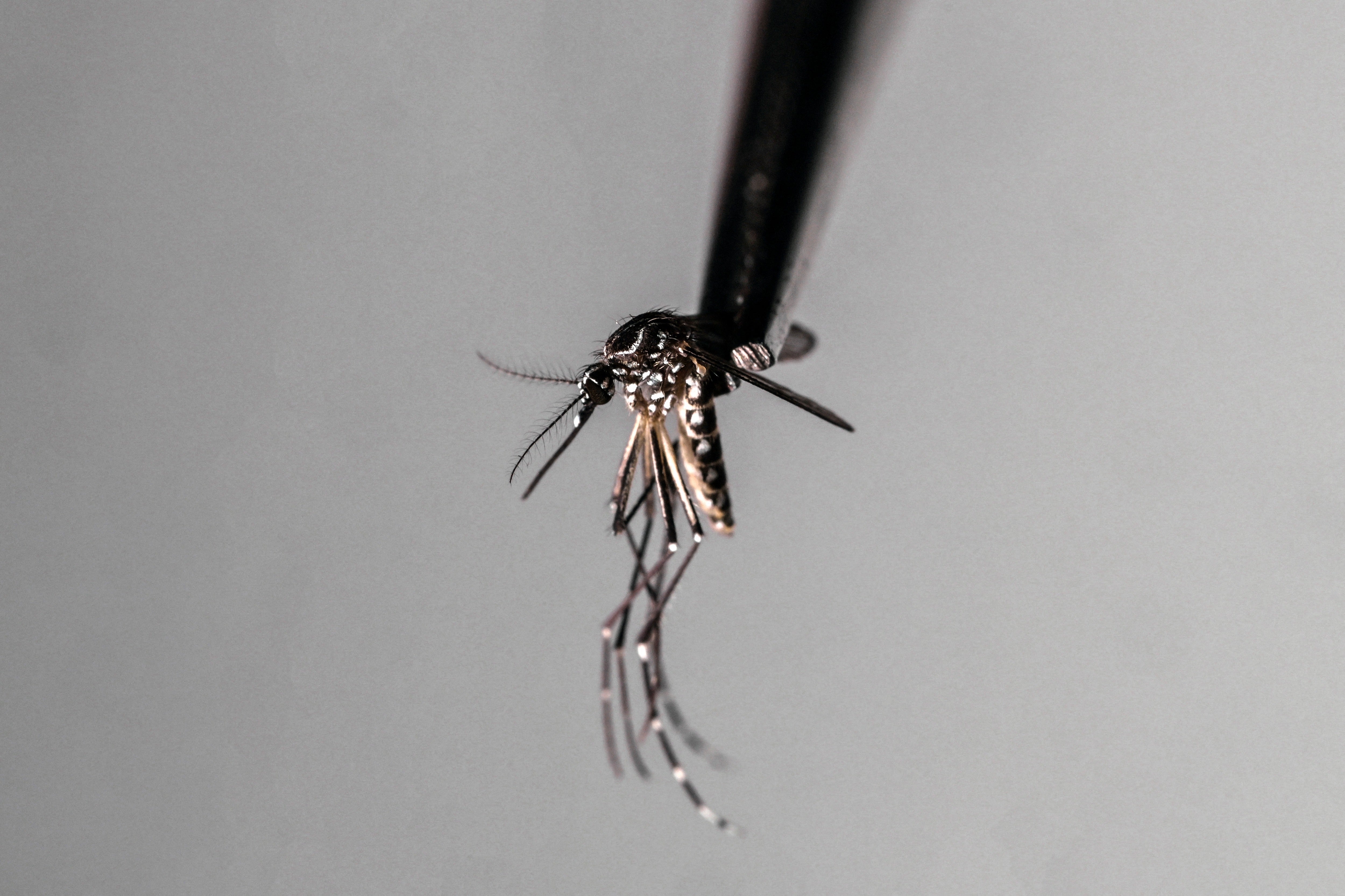 A dead Aedes aegypti mosquito is seen at a laboratory