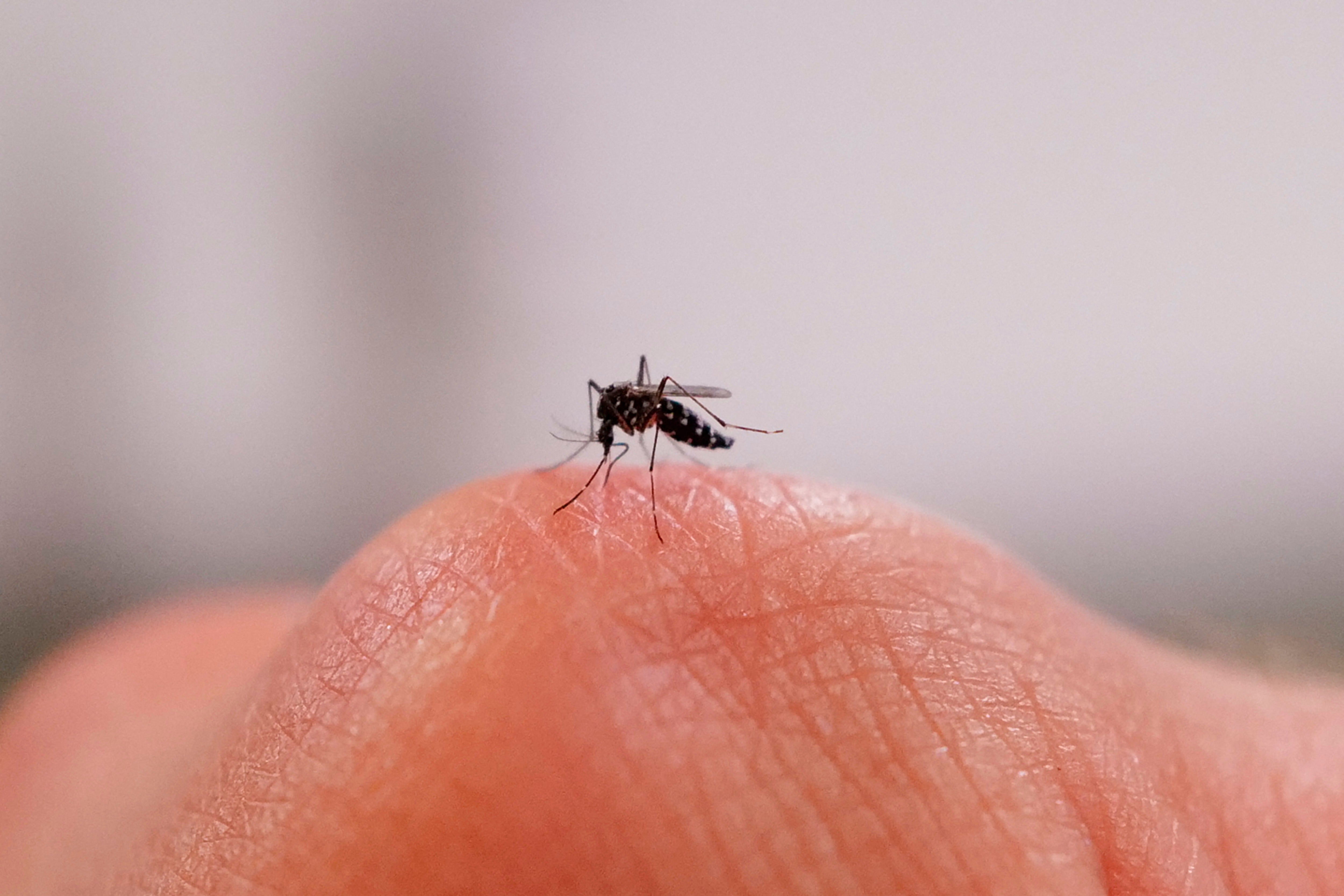 Female tiger mosquito