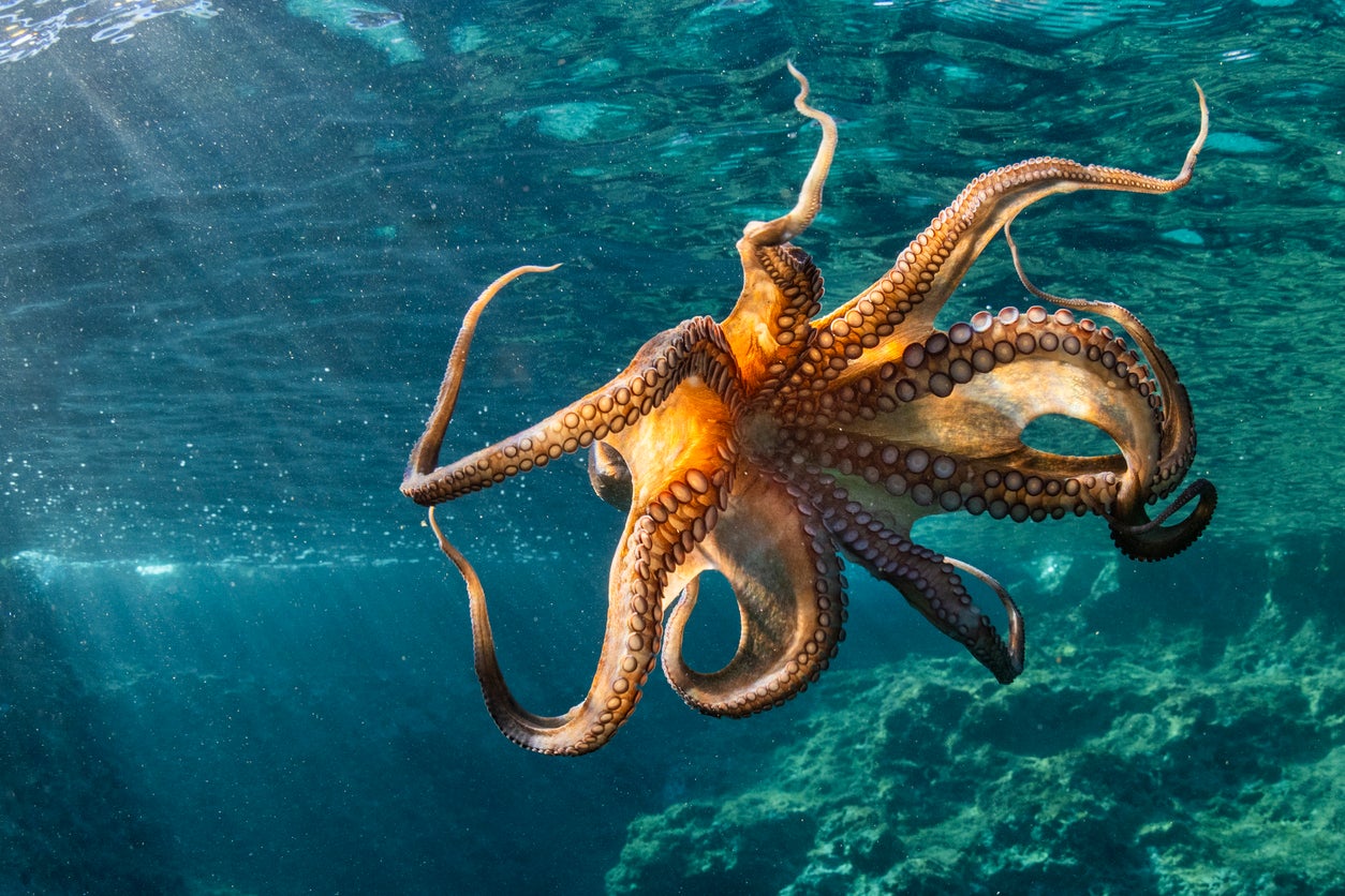 Octopuses - latest news, breaking stories and comment - The Independent