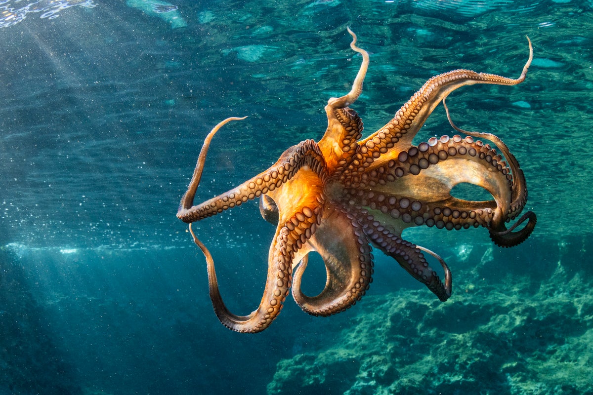 Britain has an octopus problem – is eating them the answer?