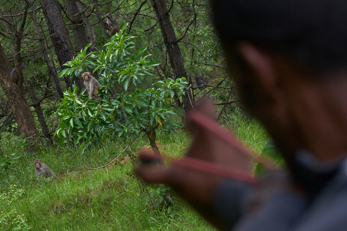 Monkeys increasingly damaging crops and threatening livelihoods for farmers in Nepal